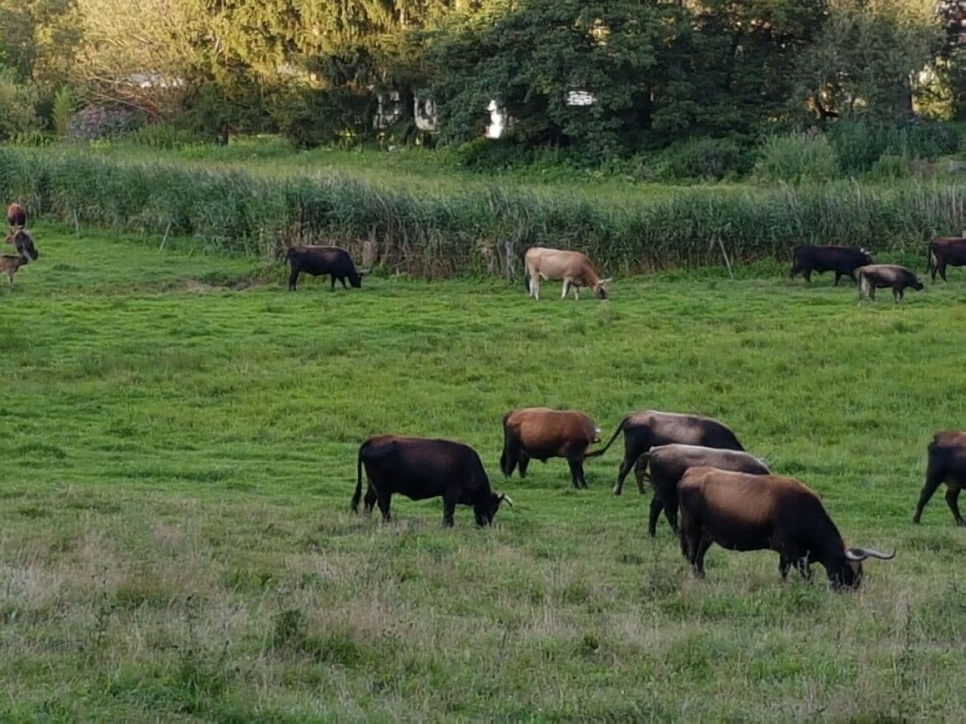 Knus vakantiehuis voor 2 in Walsdorf – Hondvriendelijk met WLAN - foto 17