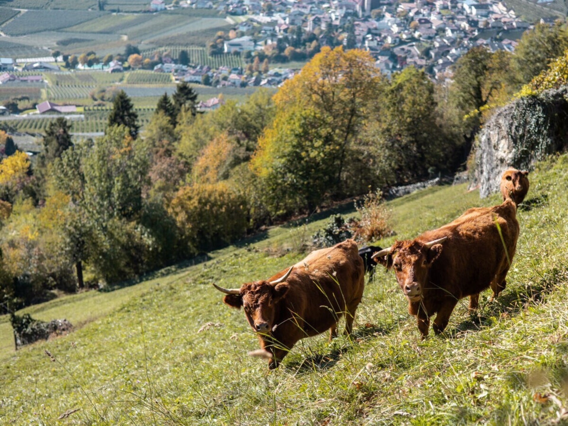 Vrijstaand vakantiehuis voor 2 in Partschins, Zuid-Tirol met uitzicht - foto 31