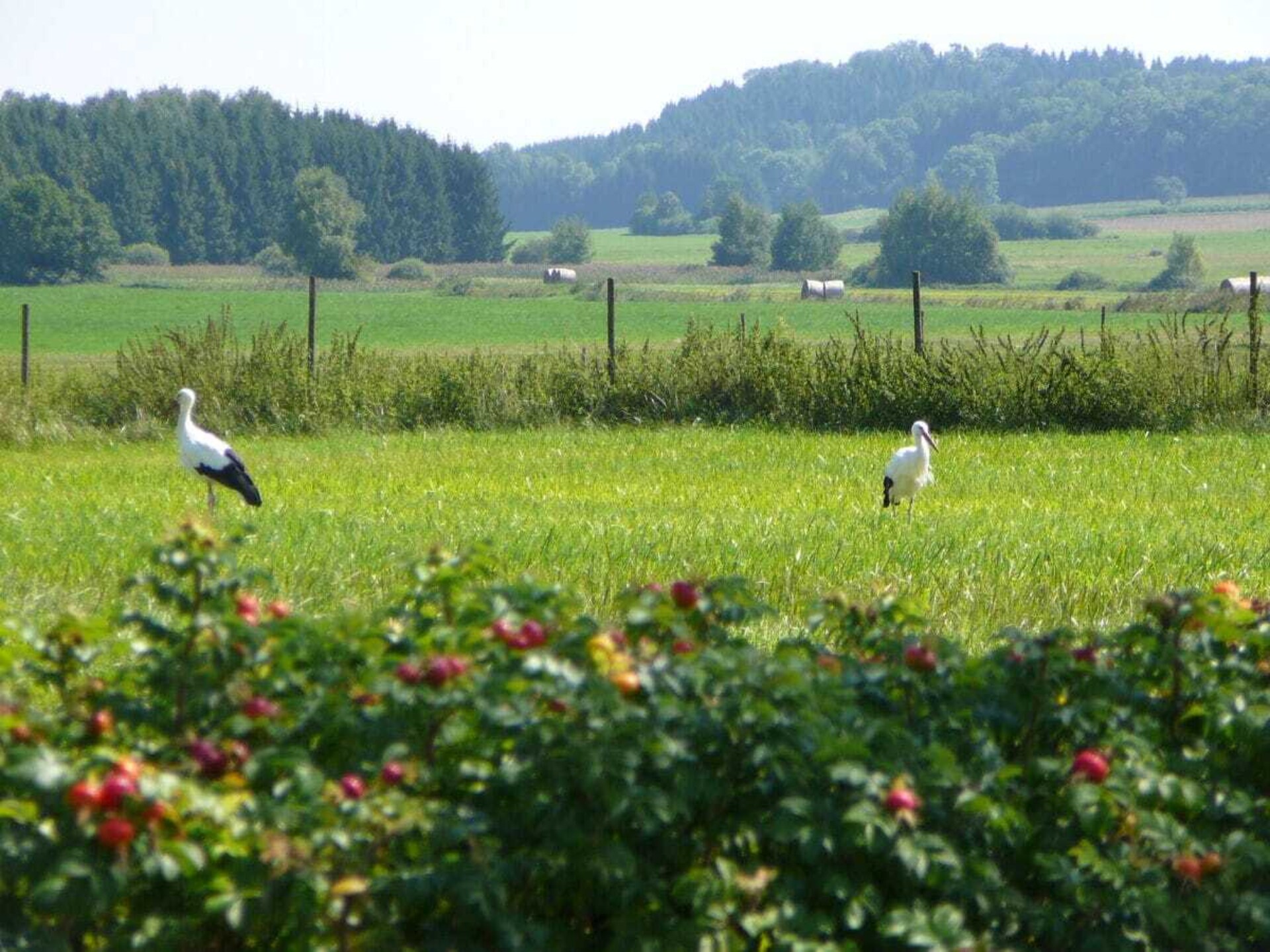 Knus vakantiehuis voor 4 in Ostrach, tussen Bodenmeer en Donau - foto 13