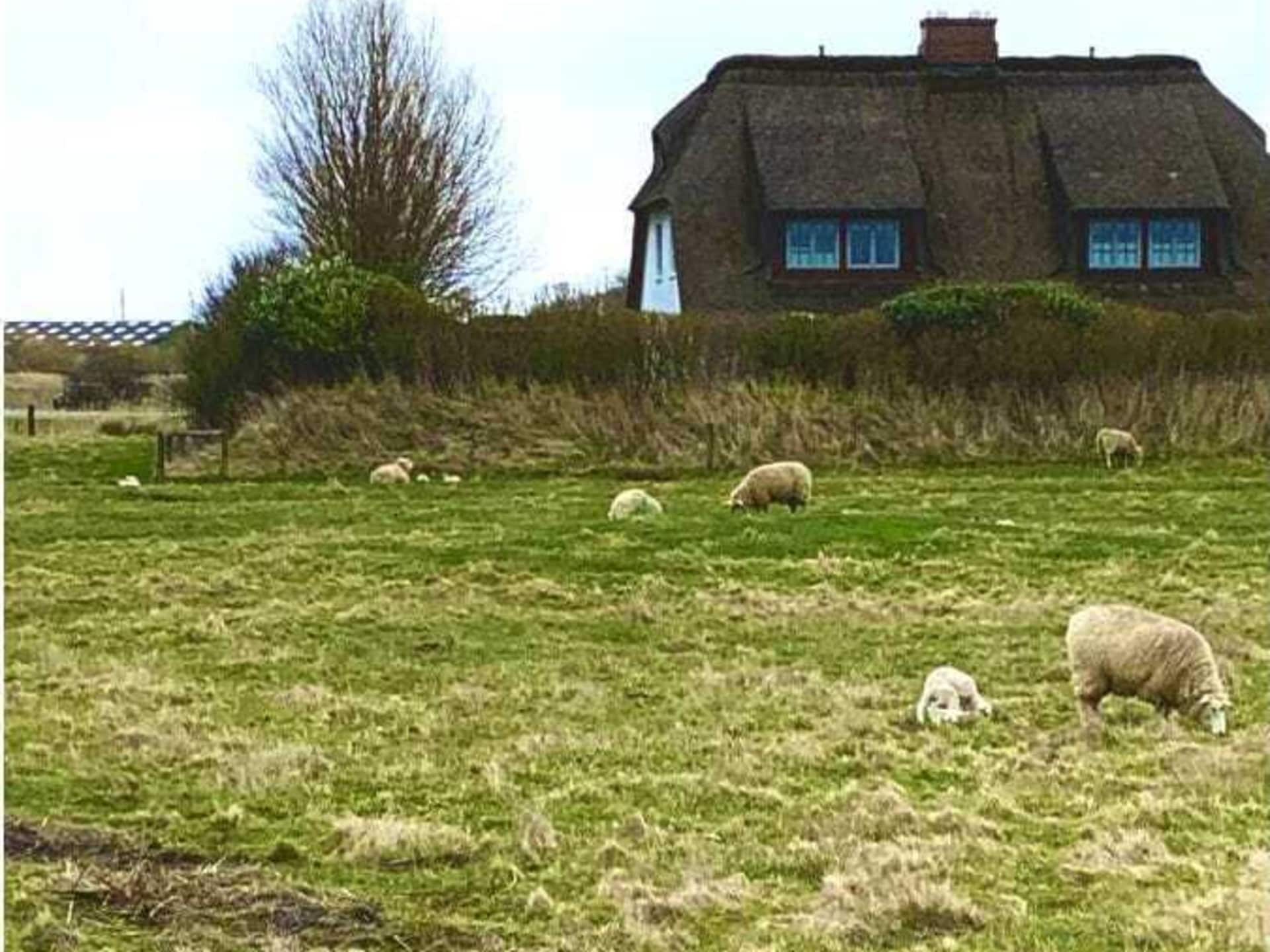 Modern vakantieappartement in hartje Keitum op Sylt - foto 18