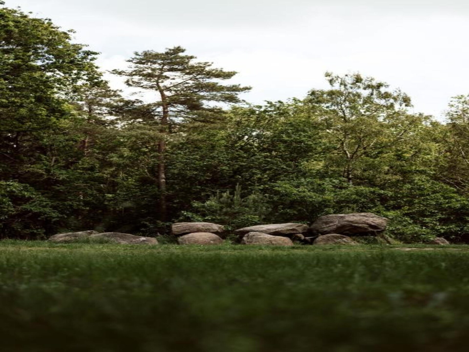 De Weide: stijlvol vakantiehuis met omheinde tuin in bosrijk Drenthe - foto 38