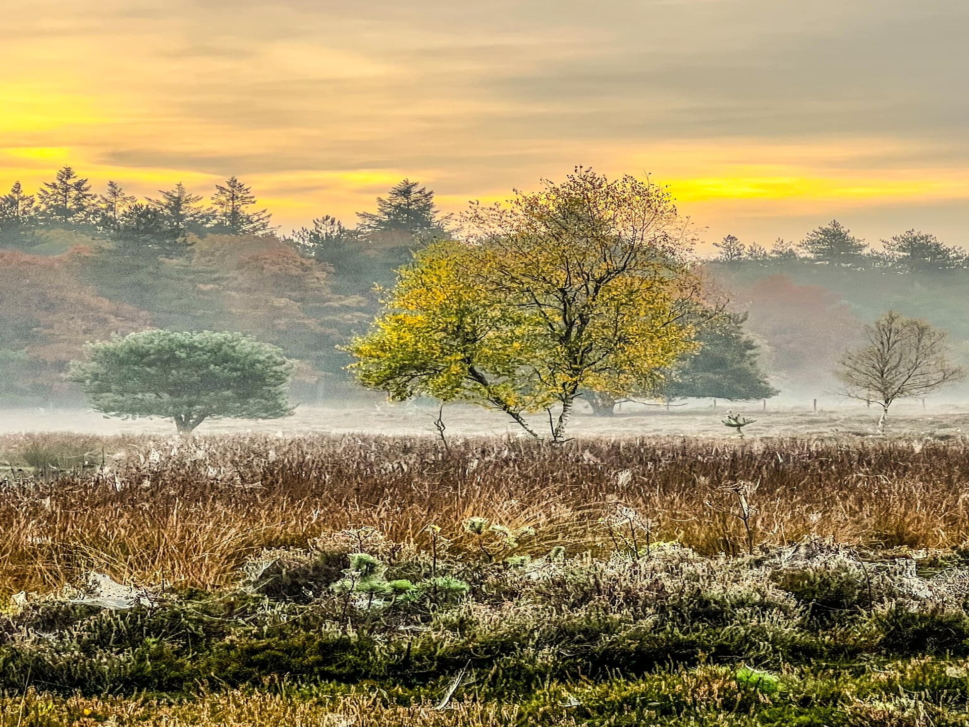 Vrijstaand vakantiehuis De Riek in Drents landschap, huisdieren welkom - foto 13