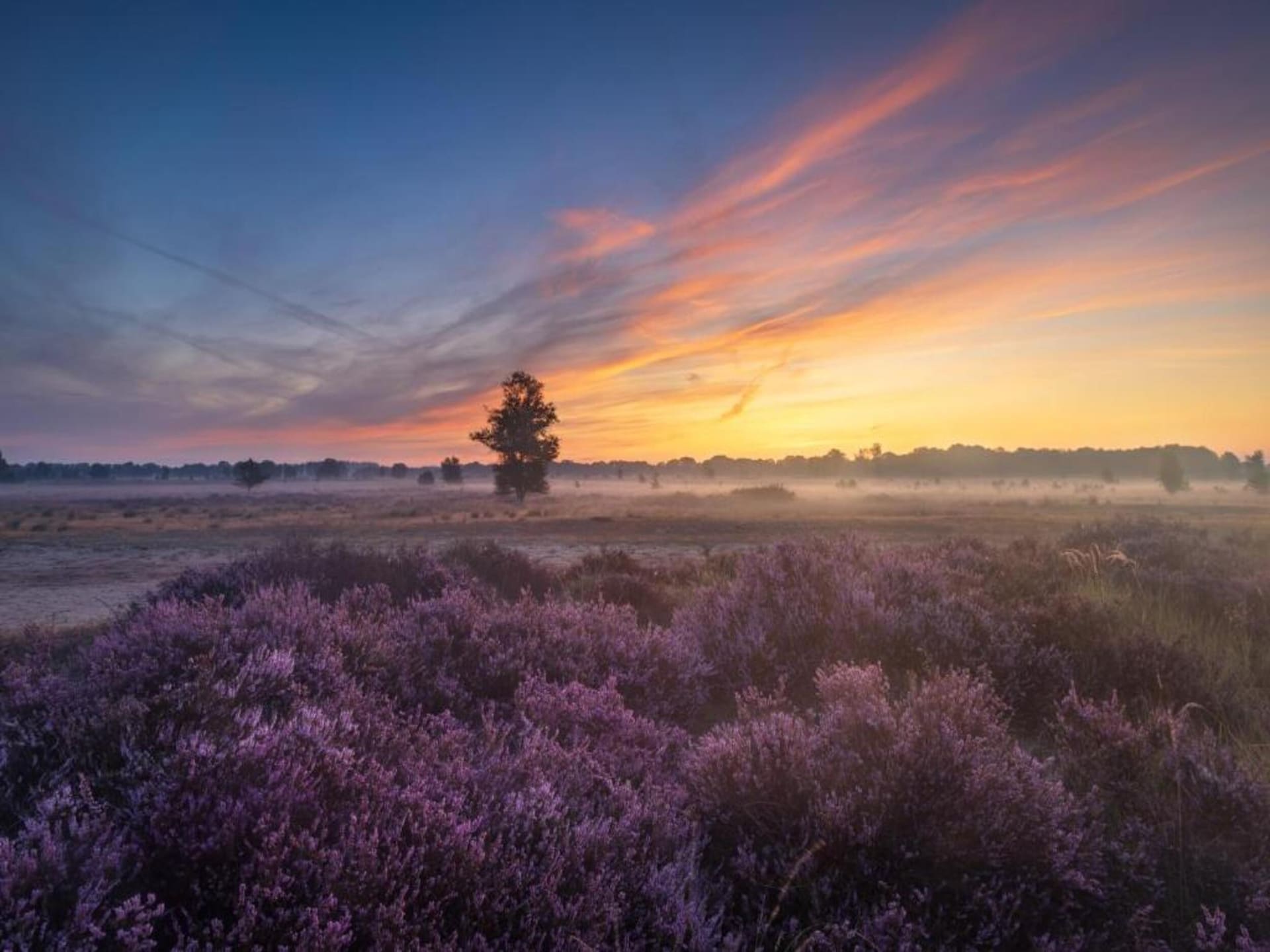 Vrijstaand vakantiehuis De Riek in Drents landschap, huisdieren welkom - foto 20