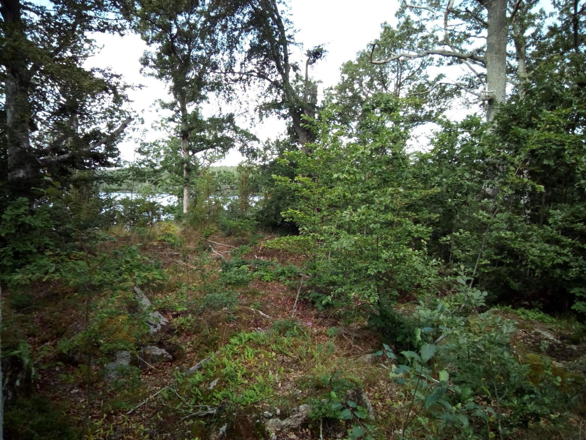Rustiek vakantiehuis in Holmsjö nabij meren en natuur - foto 13
