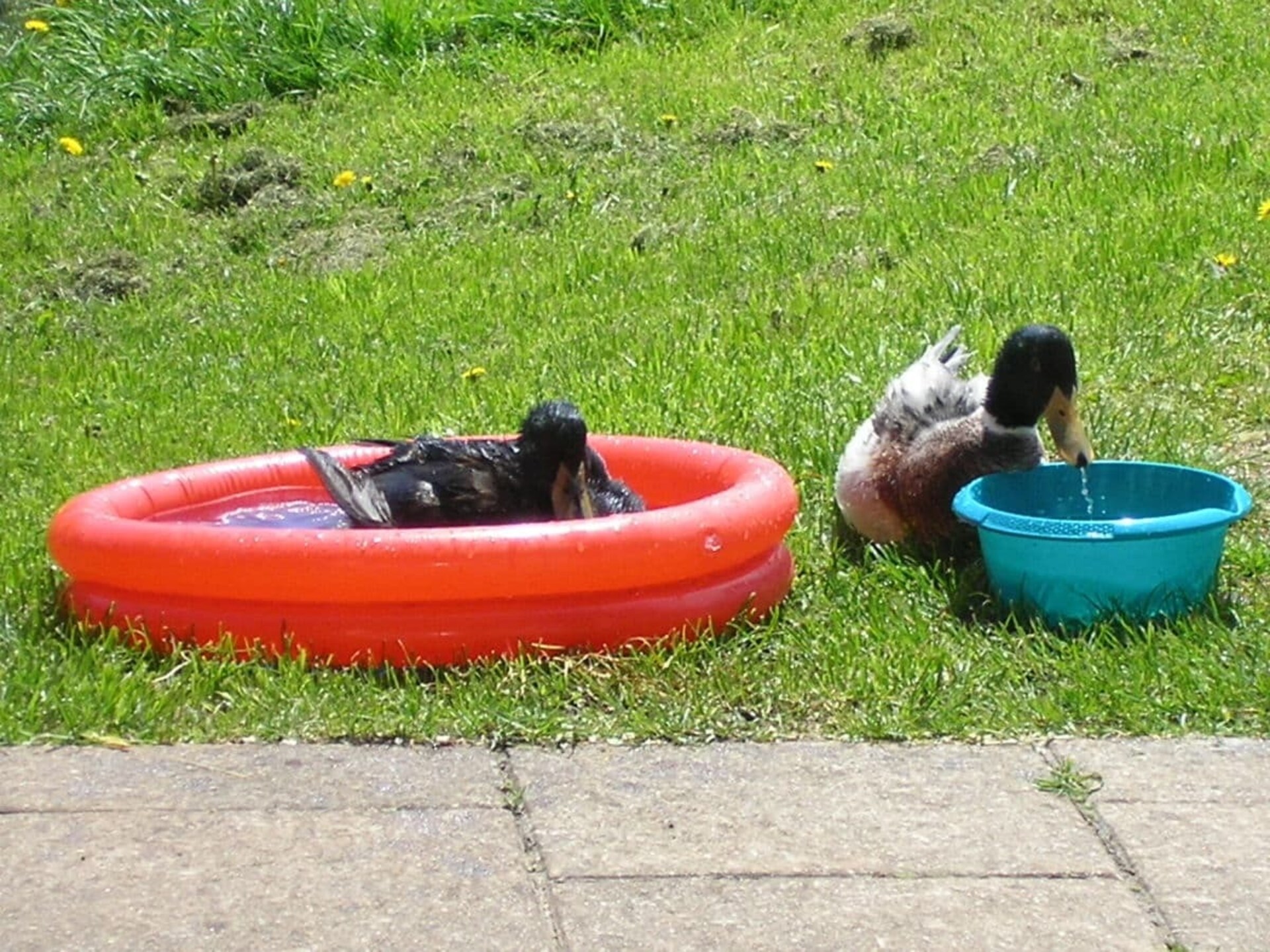Knus vakantiehuis op biologische boerderij in Breitnau, vlakbij de skipiste - foto 8