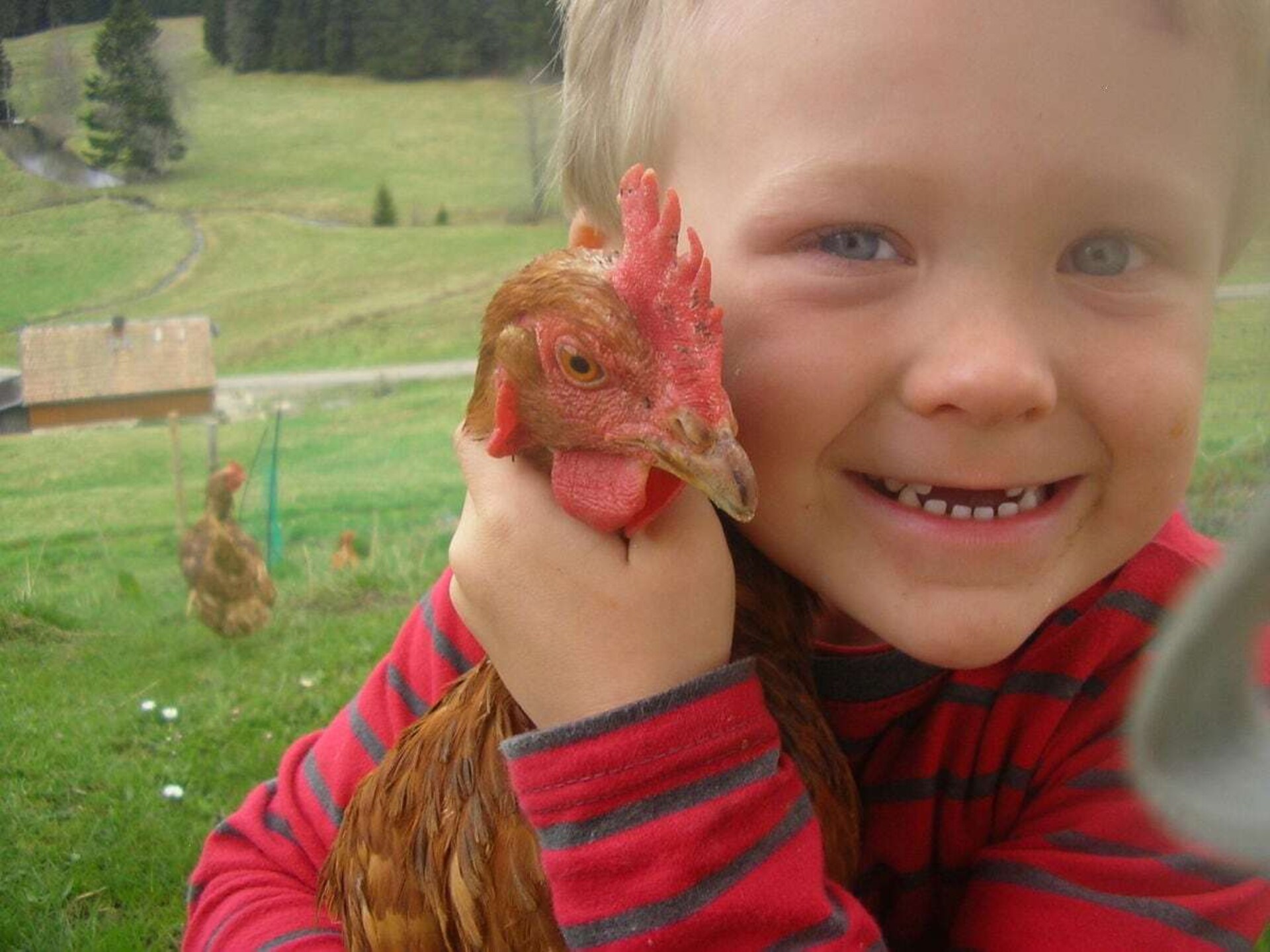 Knus vakantiehuis op biologische boerderij in Breitnau, vlakbij de skipiste - foto 9
