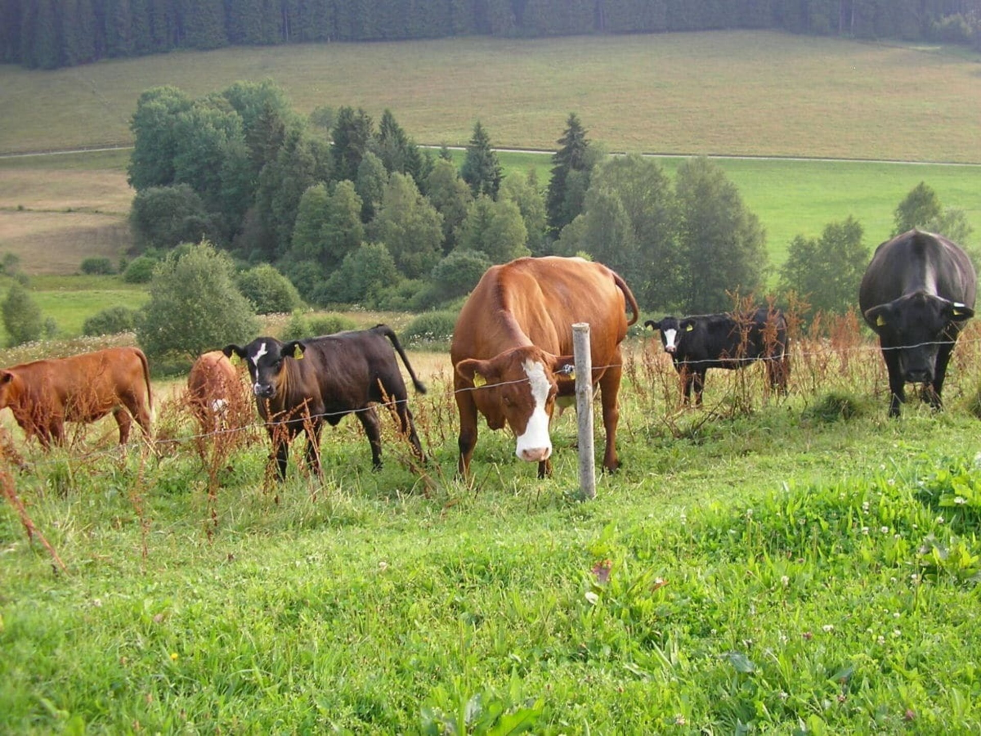Knus vakantiehuis op biologische boerderij in Breitnau, vlakbij de skipiste - foto 10