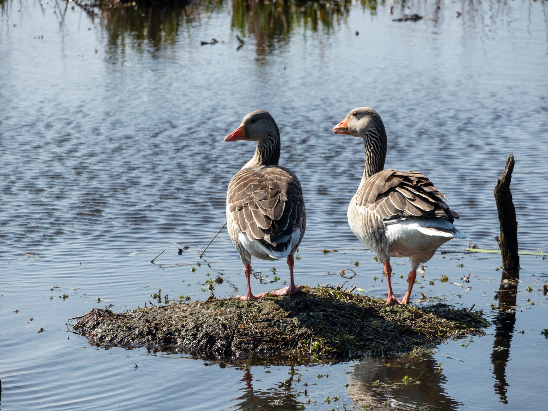 Tipitent de Jutter: Avontuurlijk kamperen met comfort in Callantsoog - foto 11