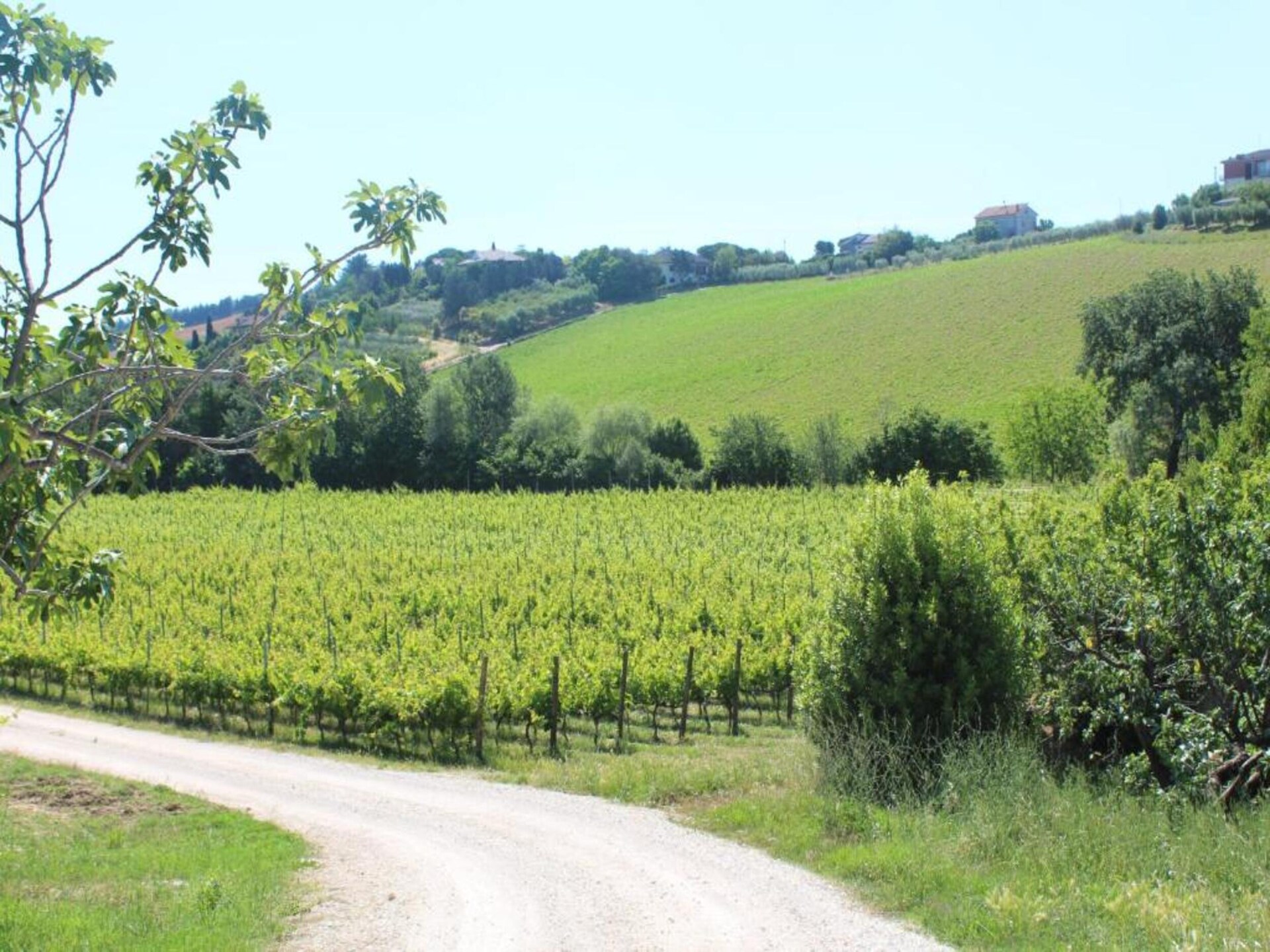 Licht appartement Olio in Fermo met zwembad - foto 30