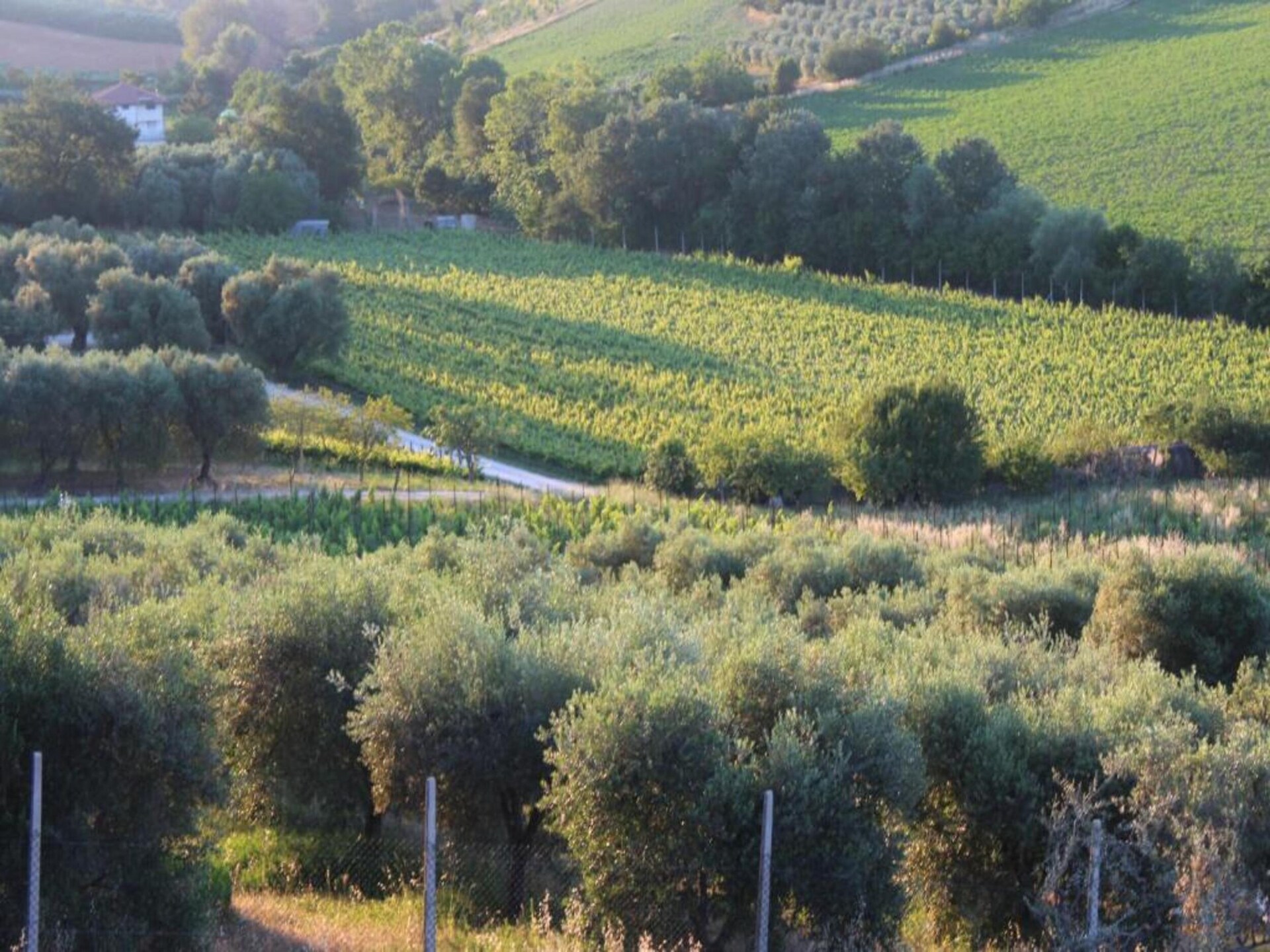 Licht appartement Olio in Fermo met zwembad - foto 32