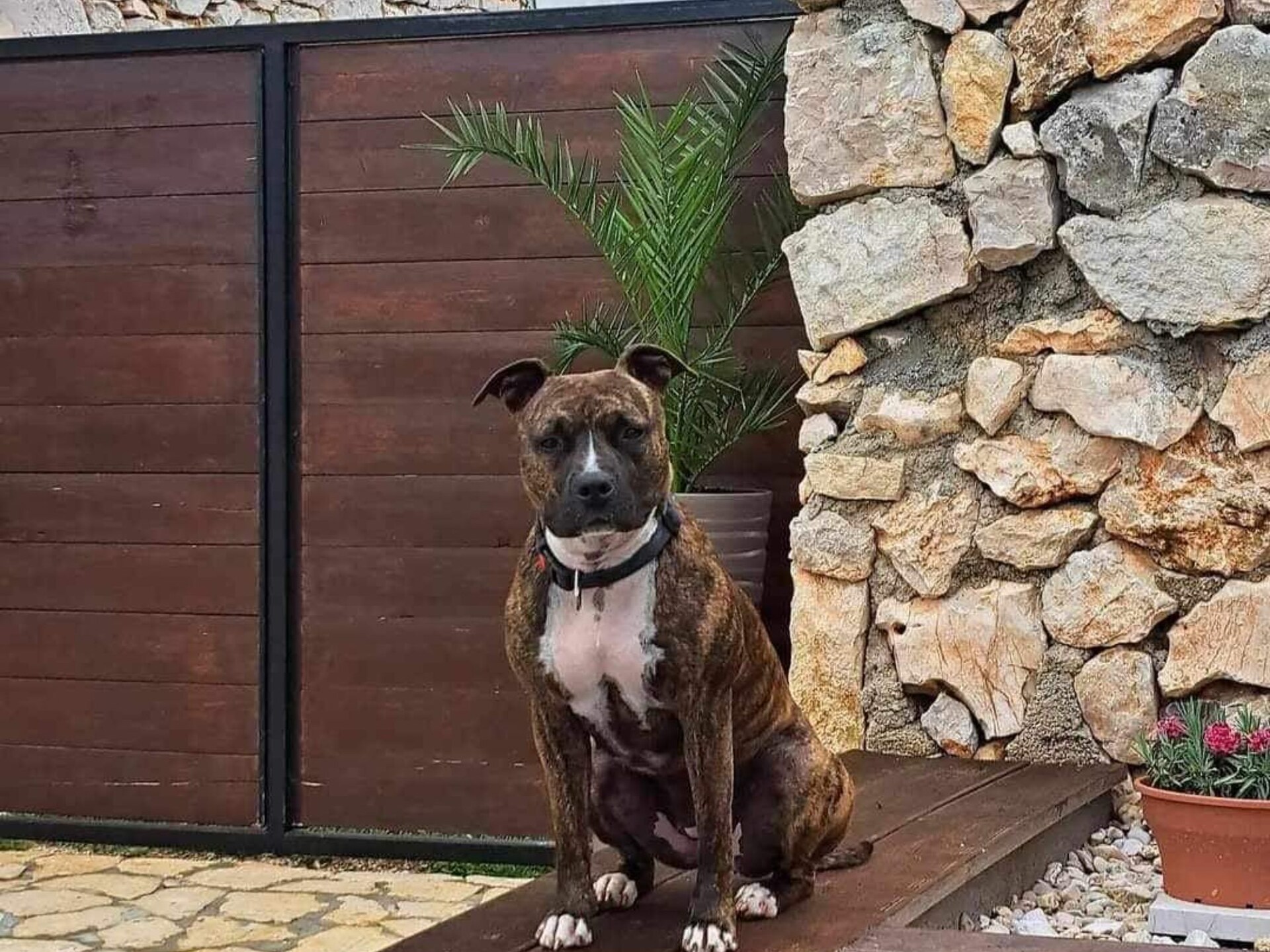 Villa Balamunta: Luxe privévilla met zwembad in rustig Dalmatië - foto 11