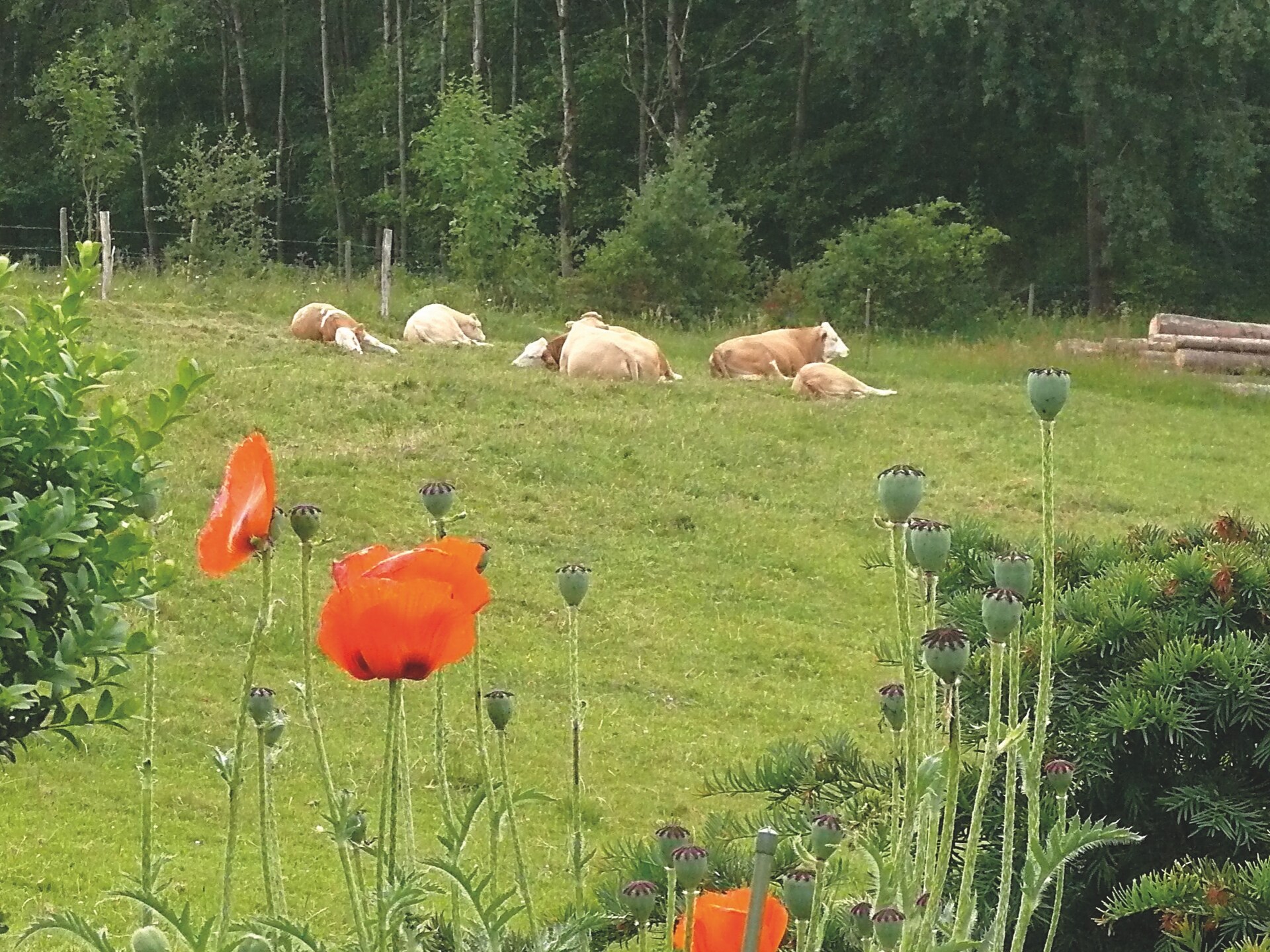 Sauerland appartement op boerderij met bosrijke omgeving en terras - foto 21