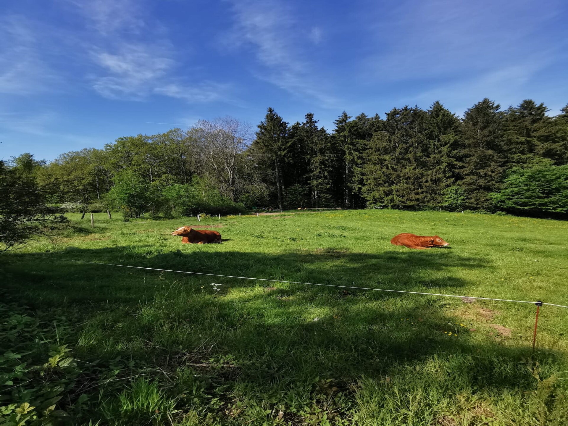 Sauerland appartement op boerderij met bosrijke omgeving en terras - foto 25