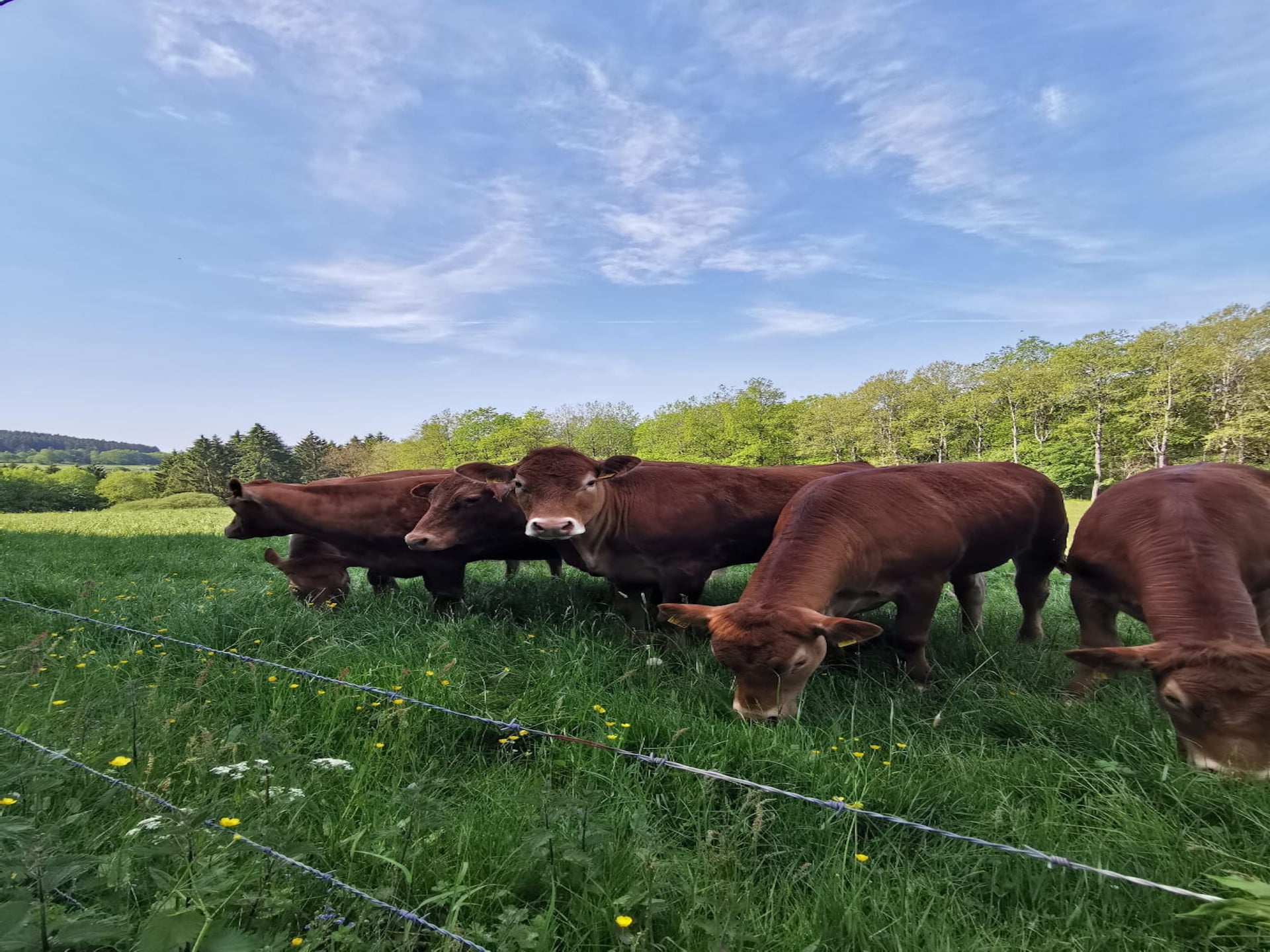 Sauerland appartement op boerderij met bosrijke omgeving en terras - foto 38
