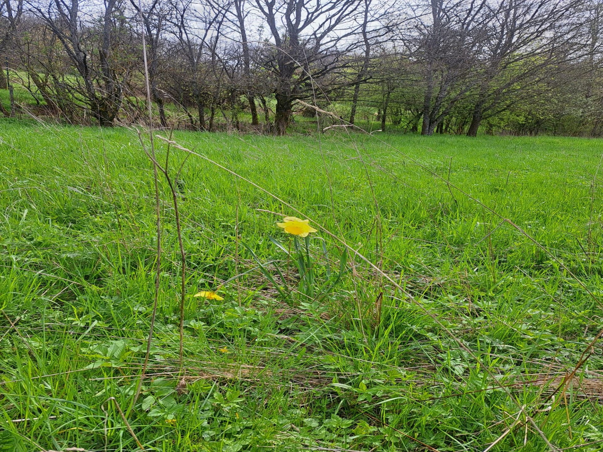 Sauerland appartement op boerderij met bosrijke omgeving en terras - foto 40