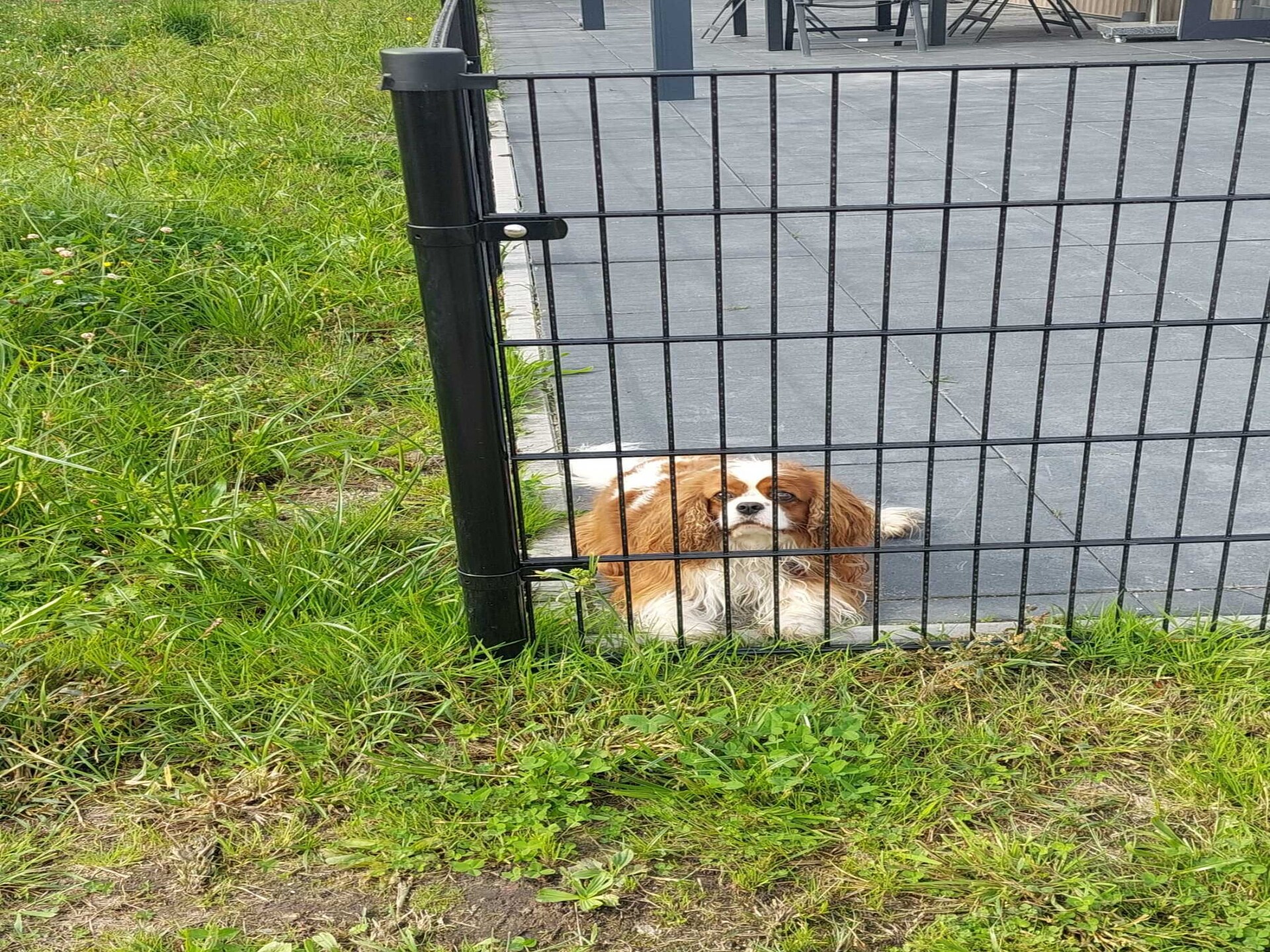 Knus vrijstaand vakantiehuis in Brabant met omheinde tuin aan de golfbaan - foto 29