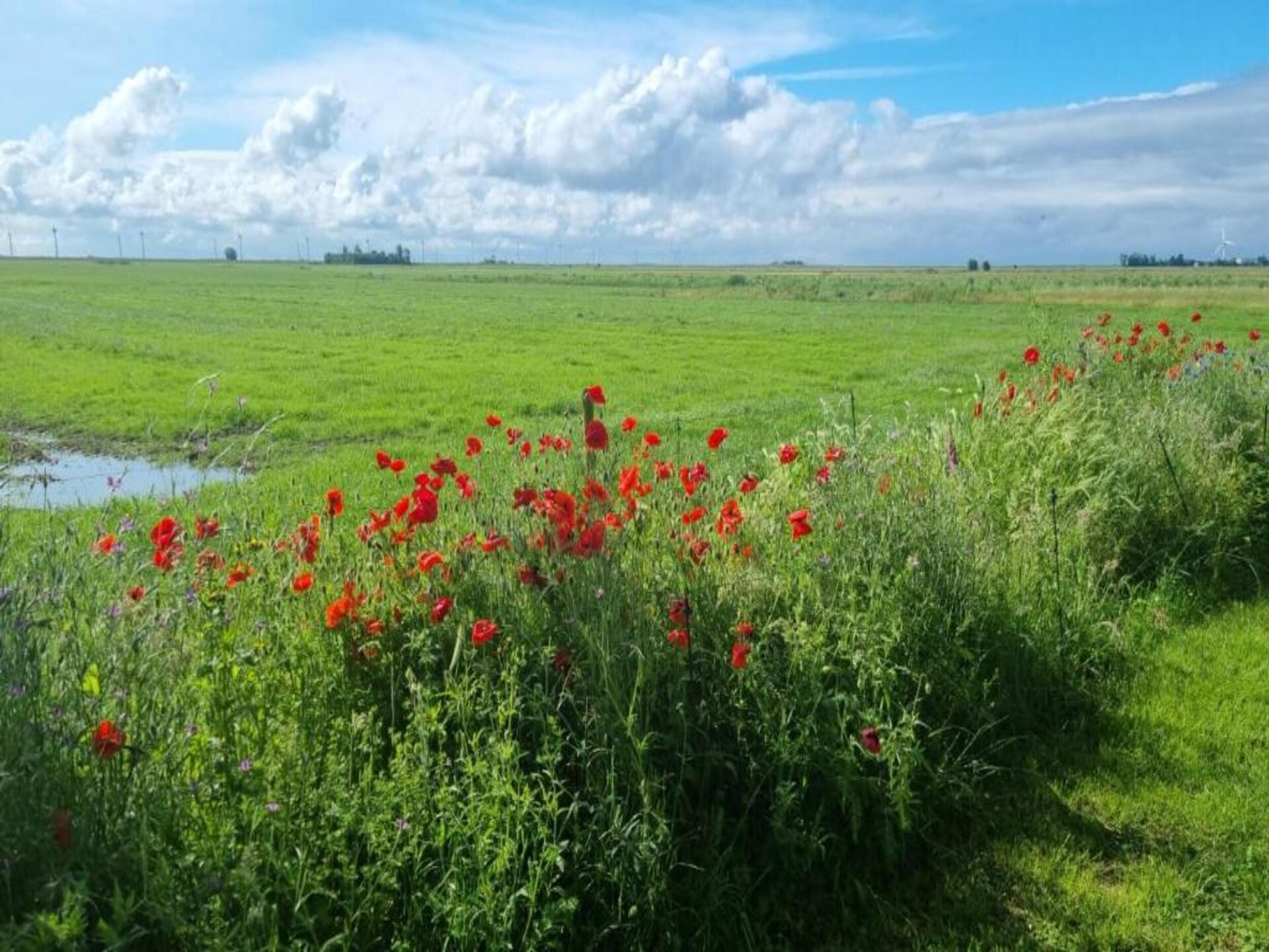 Vrijstaande bungalow in Gaasterland, nabij Slotermeer en golfbaan - foto 16