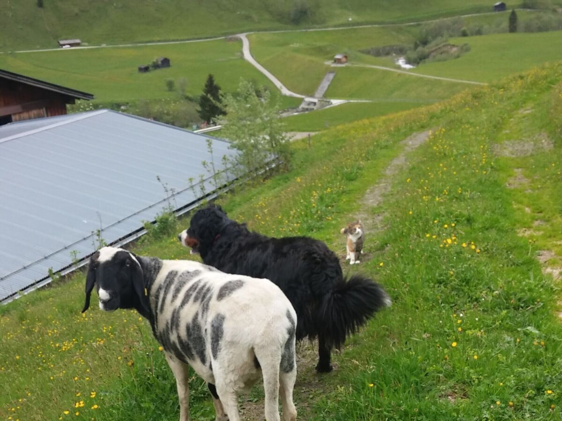 Knus vakantiehuis op boerderij in Rauris met bergzicht en tuin - foto 16