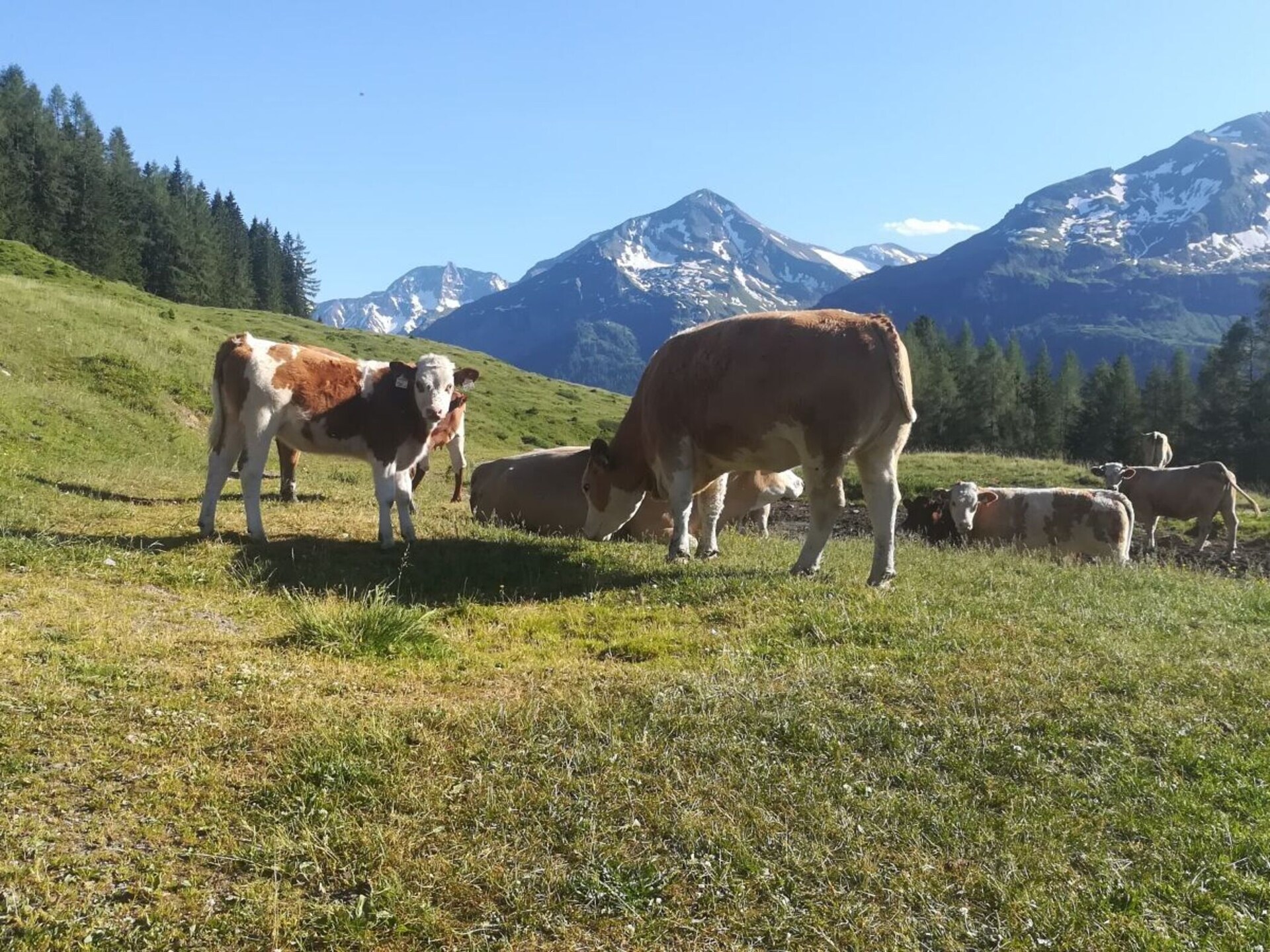 Knus vakantiehuis op boerderij in Rauris met bergzicht en tuin - foto 14