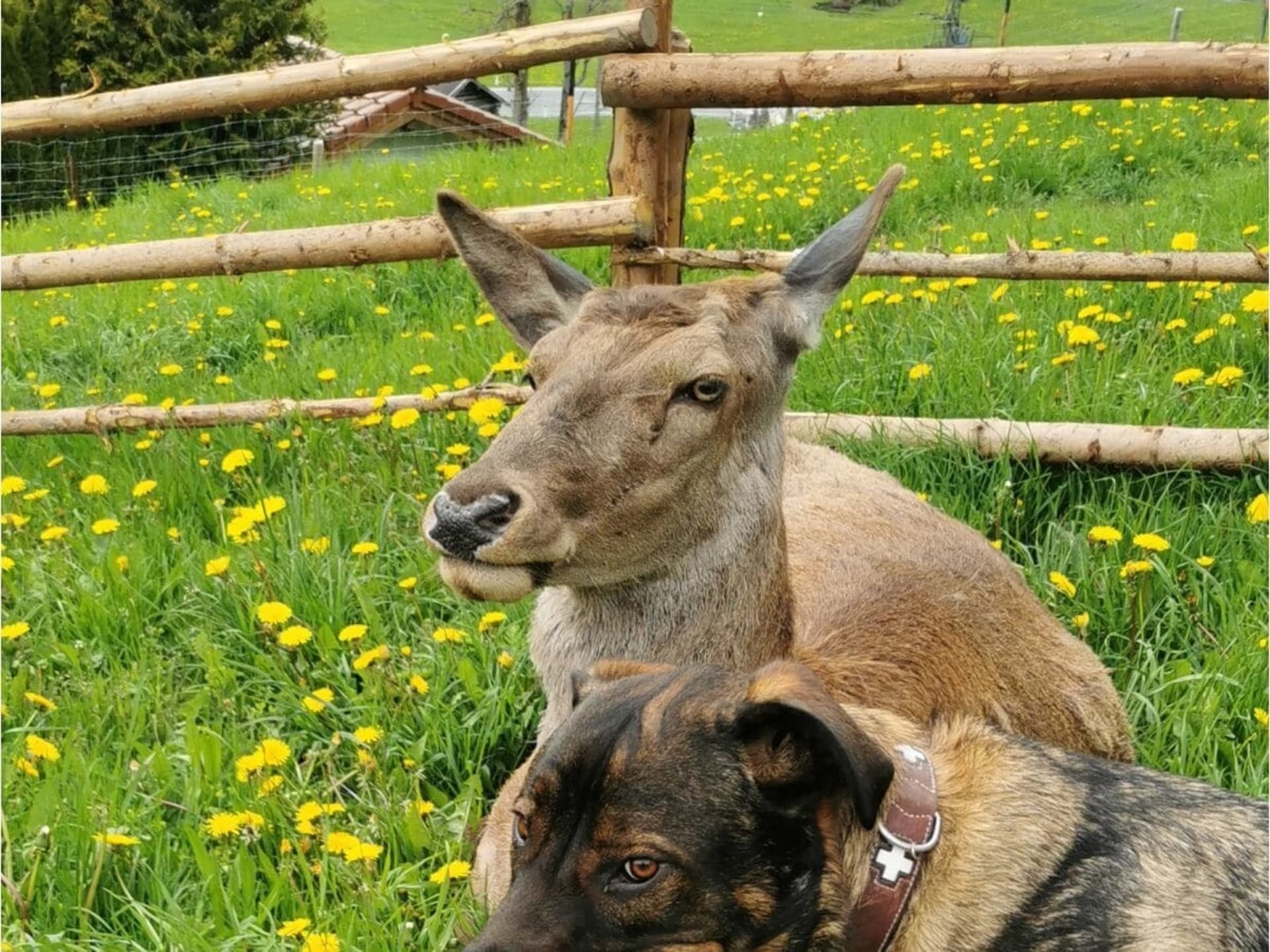 Knus vakantiehuis op boerderij in Rauris met bergzicht en tuin - foto 28