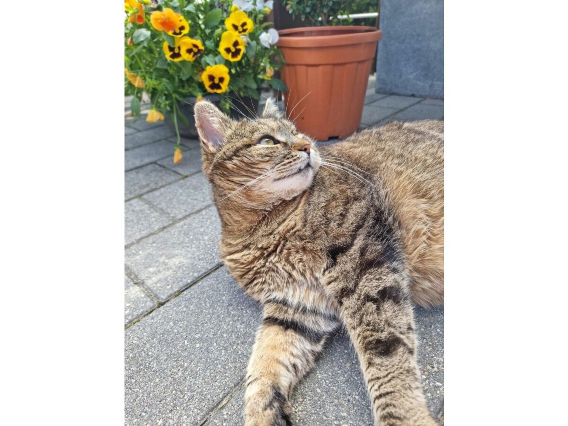 Knus vakantiehuis op boerderij in Rauris met bergzicht en tuin - foto 29