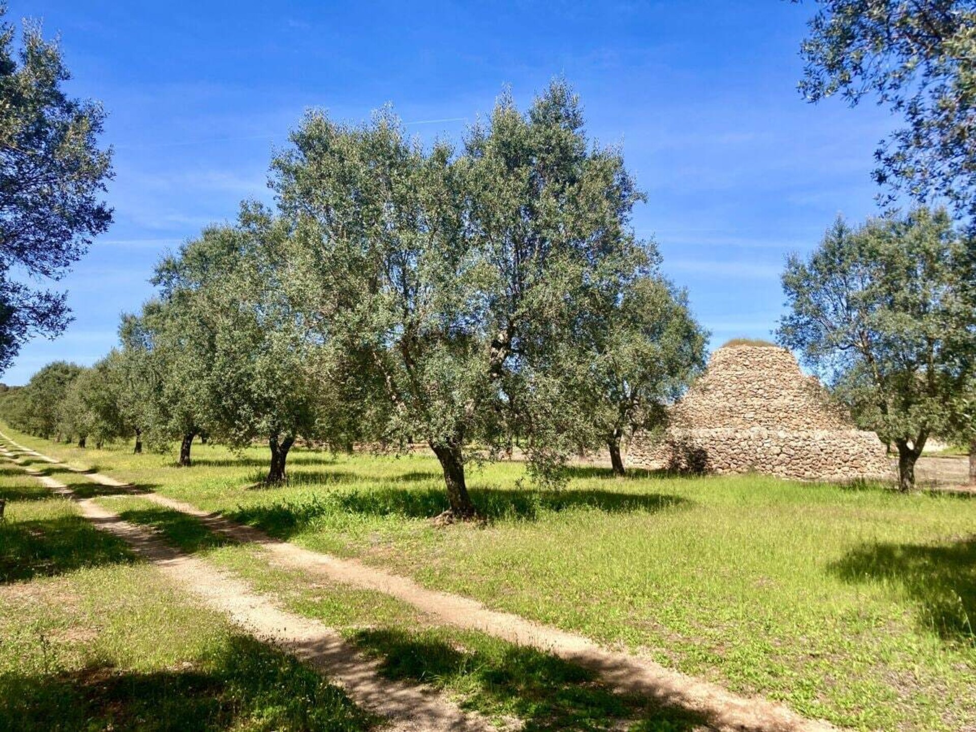 Casa Ulivo: Authentiek vakantiehuis aan de Ionische kust van Apulië - foto 30