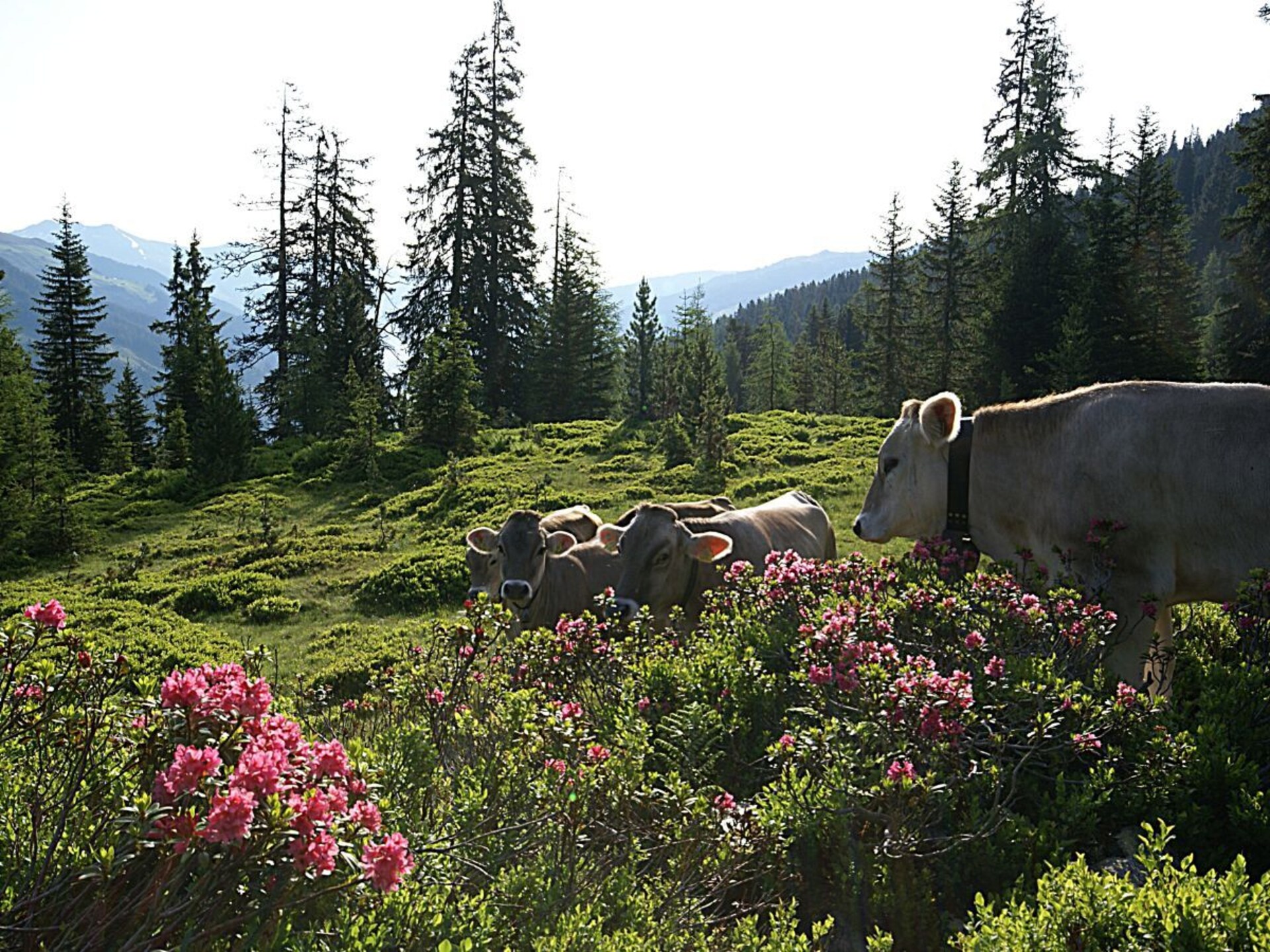 Knus vakantiehuis in Ramsau met uitzicht op de Zillertal Arena - foto 20