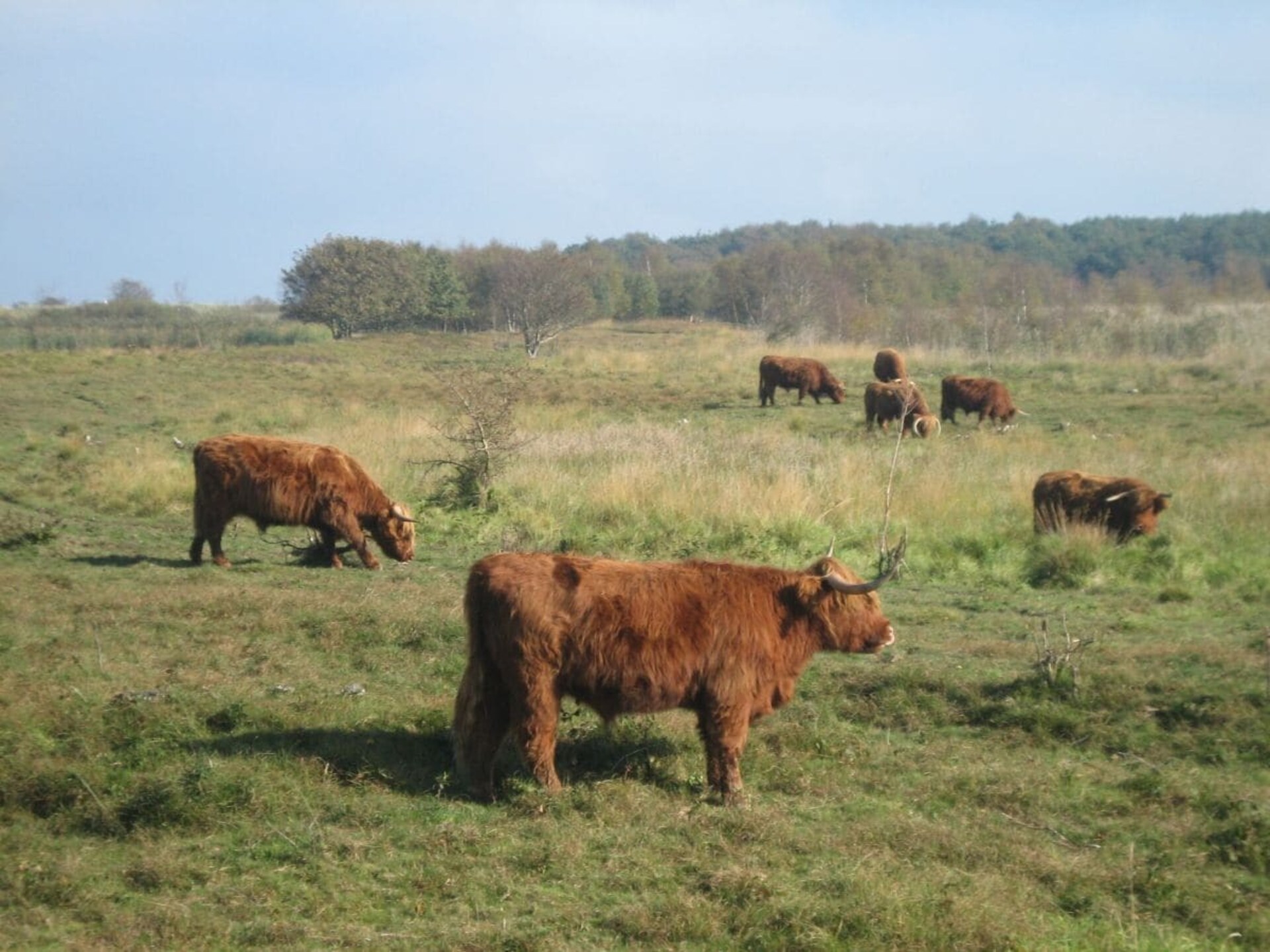 Vakantiehuis met hond in Gelting aan de Oostzee, 50m² voor 4 personen - foto 12