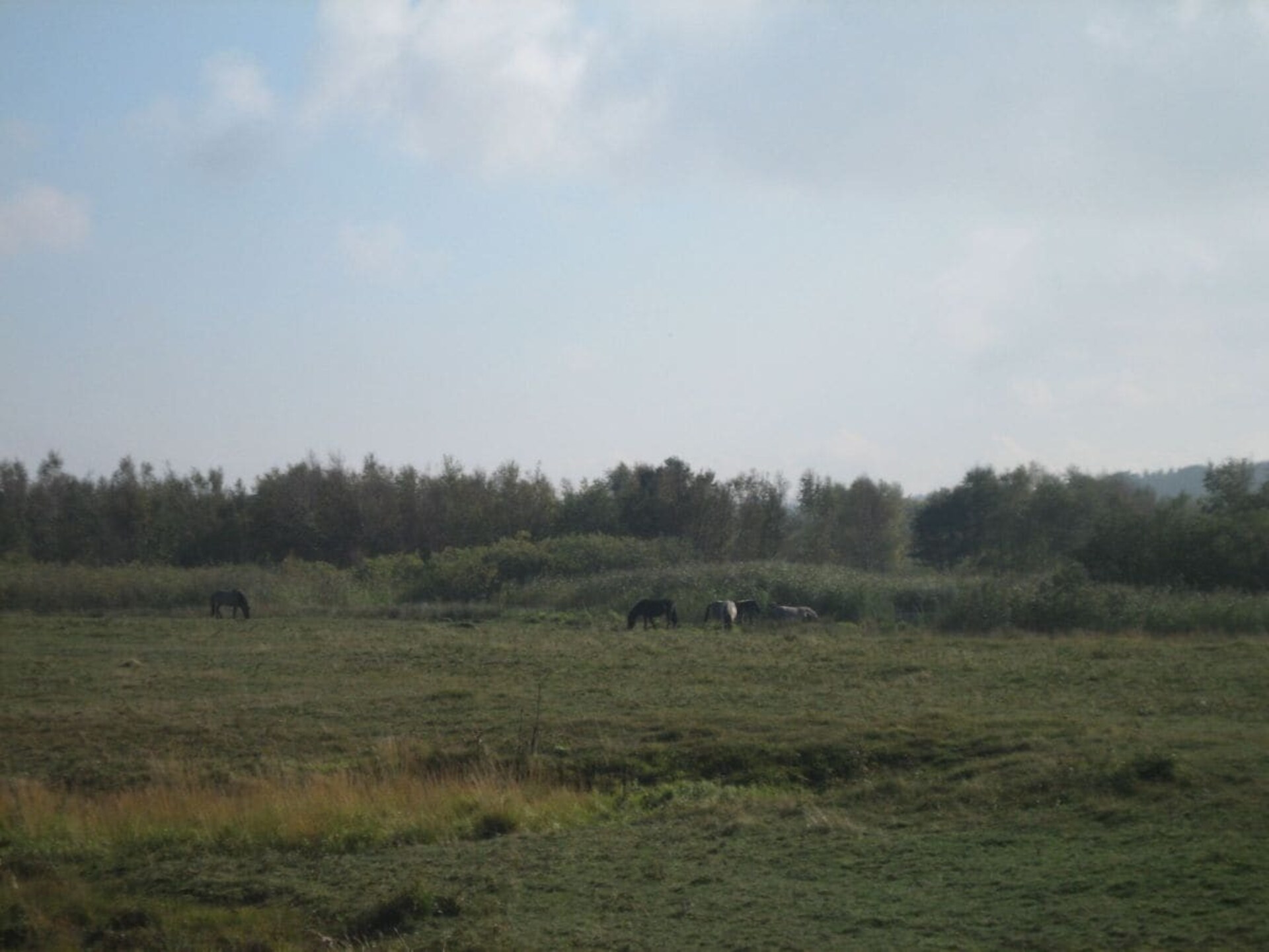 Vakantiehuis met hond in Gelting aan de Oostzee, 50m² voor 4 personen - foto 20