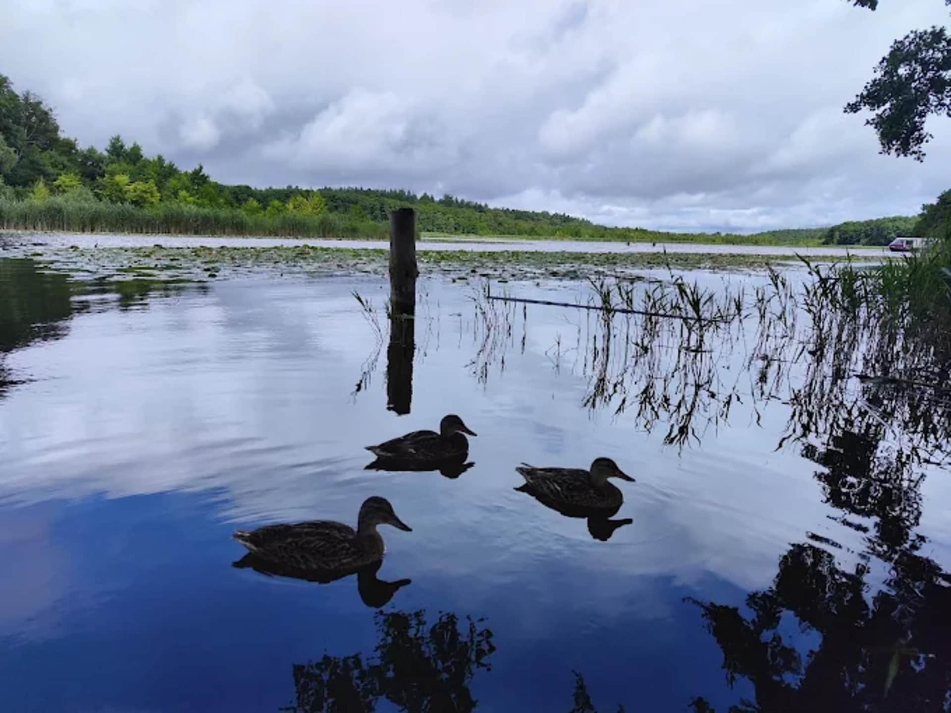 Gezinsvriendelijk vakantiehuis Kormoran 125 in Granzow - foto 19