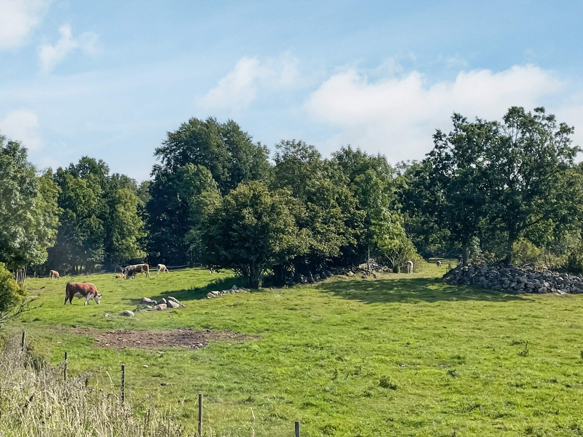 Zweeds vakantiehuis bij meer en golfbaan in Virserum - foto 10