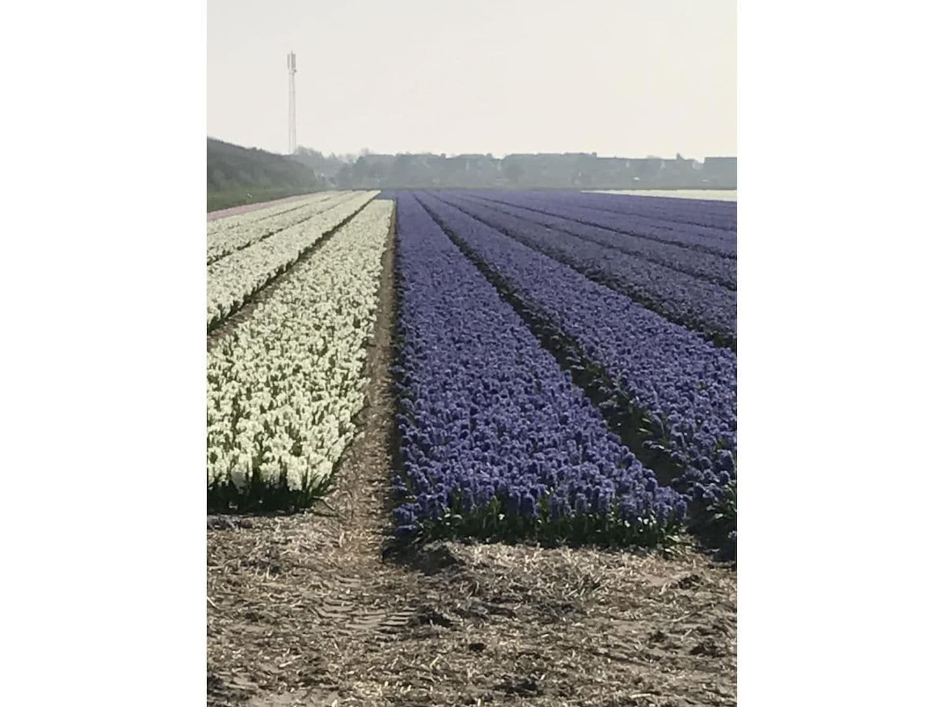 Gezellig vakantiehuis met beschut terras in Julianadorp, dichtbij zee - foto 19