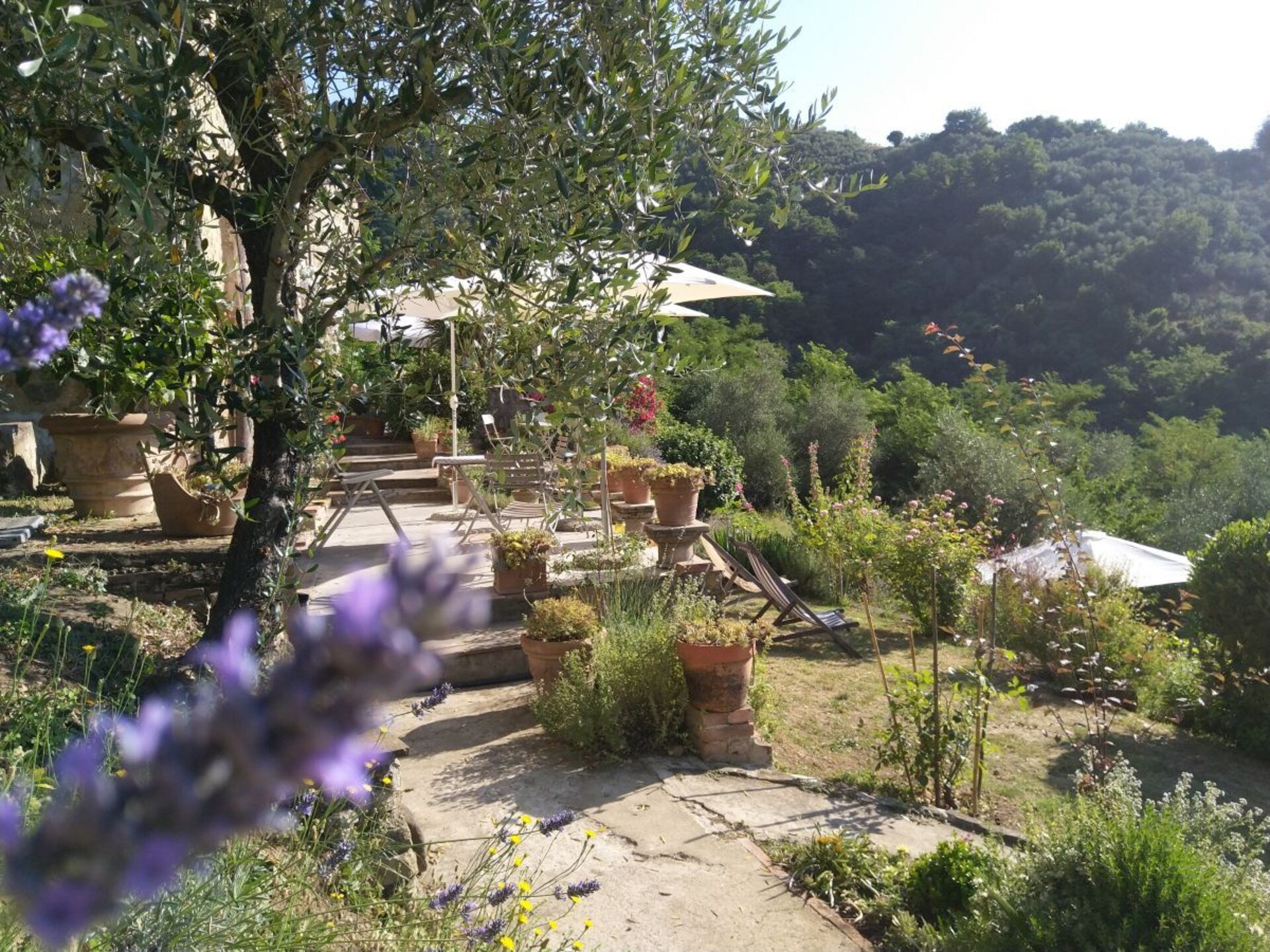 Verscholen vakantiehuis in Toscaanse olijfgaard bij Pescia - foto 7