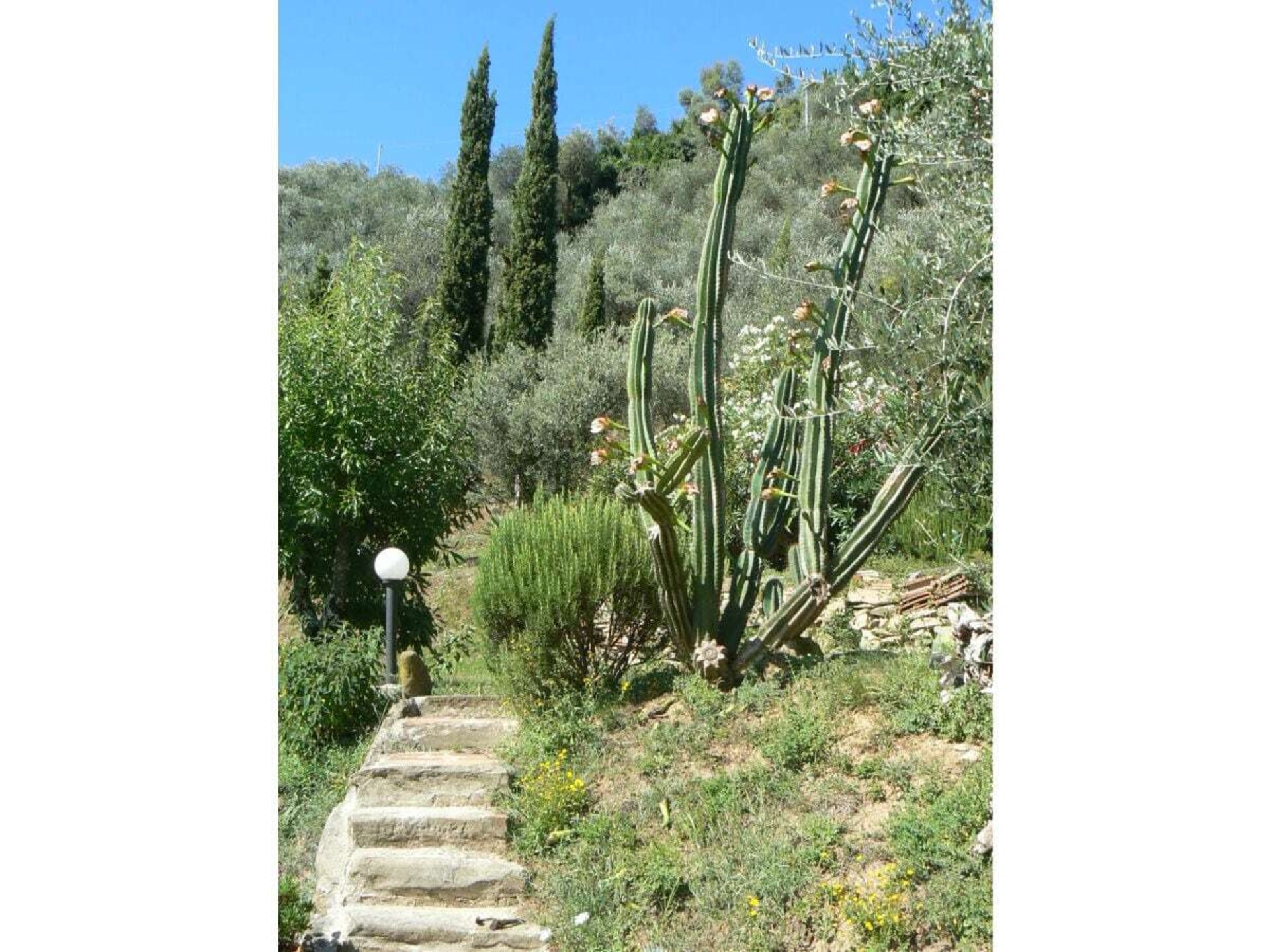 Verscholen vakantiehuis in Toscaanse olijfgaard bij Pescia - foto 8
