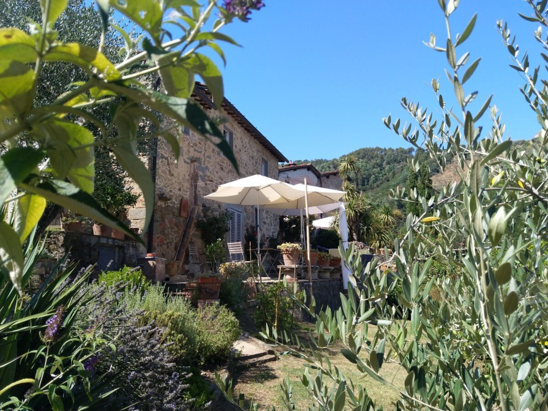 Verscholen vakantiehuis in Toscaanse olijfgaard bij Pescia - foto 20