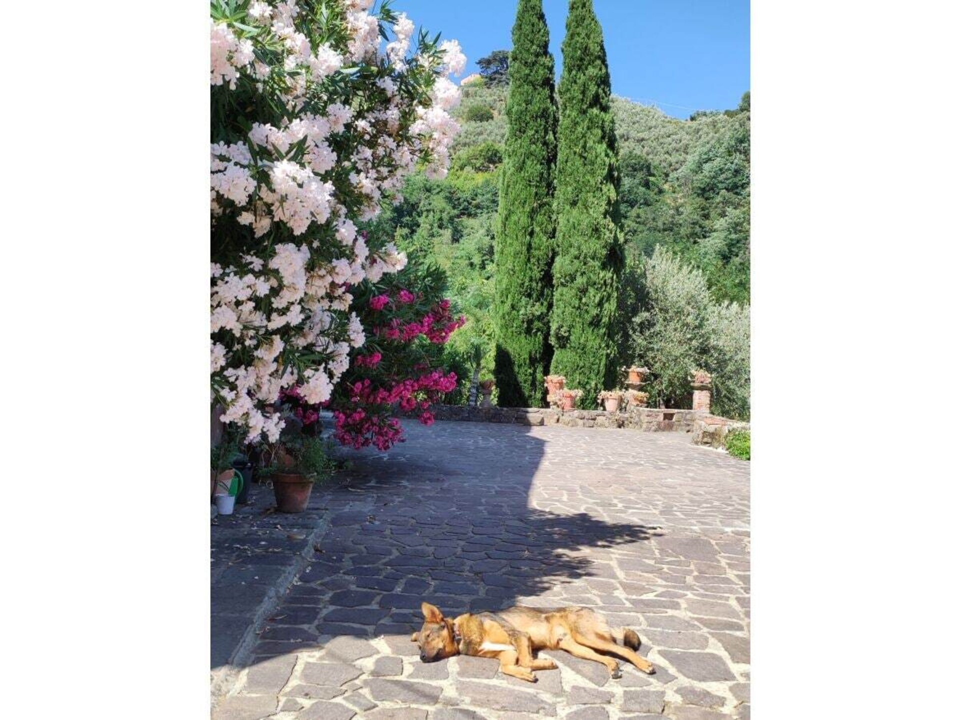 Verscholen vakantiehuis in Toscaanse olijfgaard bij Pescia - foto 22