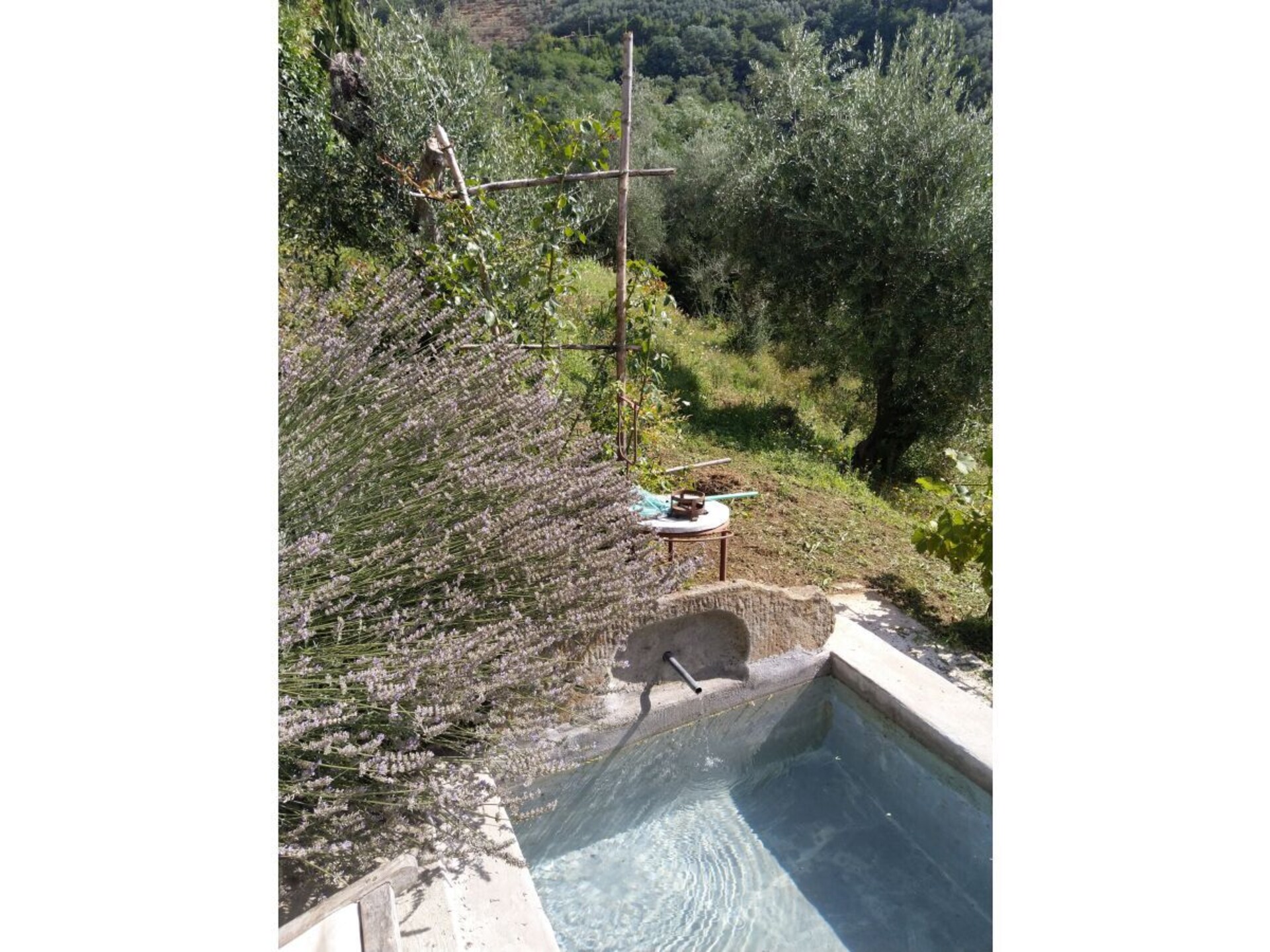 Verscholen vakantiehuis in Toscaanse olijfgaard bij Pescia - foto 31
