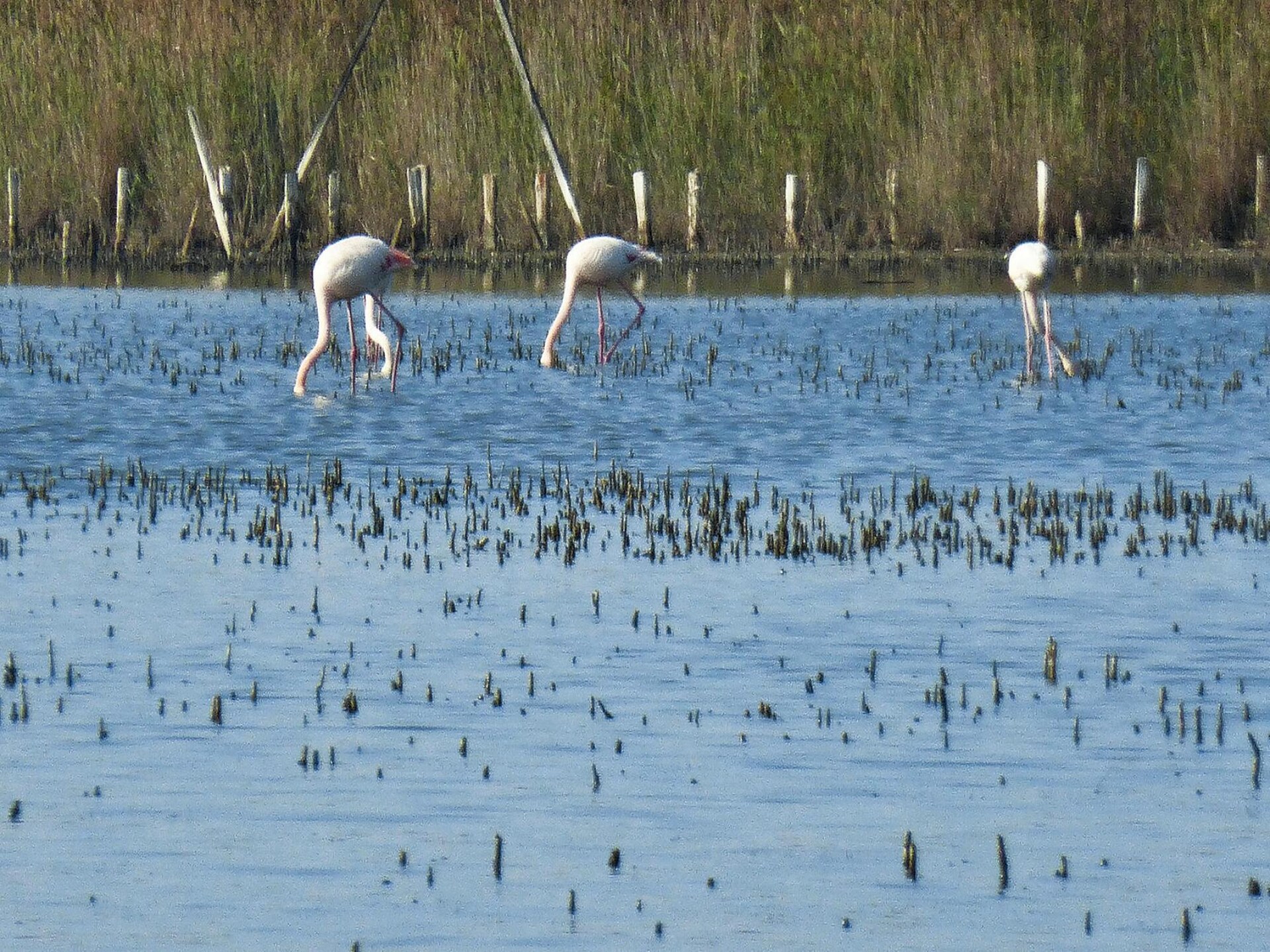 Vrijstaand vakantiehuis in de Camargue met airco, tuin en huisdieren welkom - foto 22