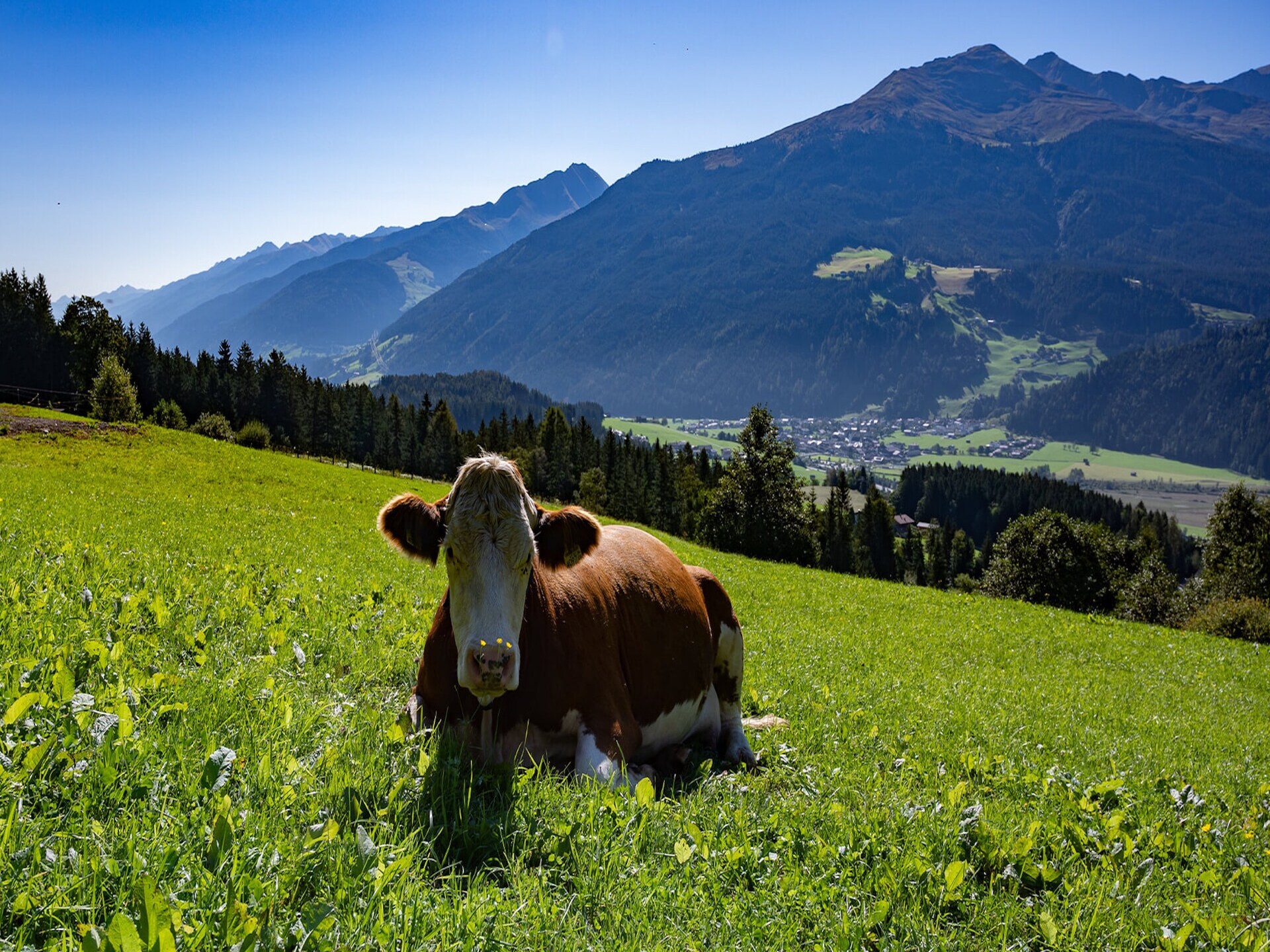 Ruim appartement op boerderij met uitzicht op de Hohe Tauern - foto 23