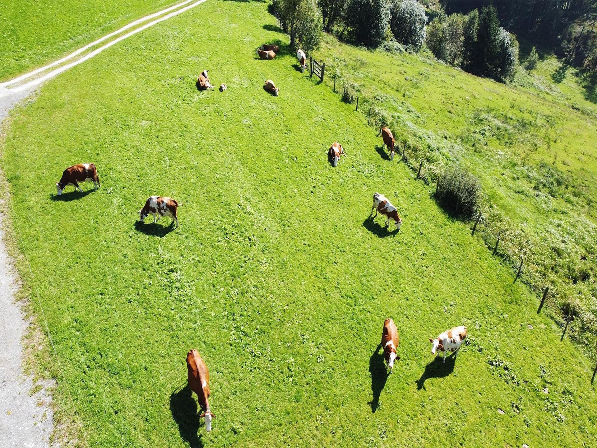 Ruim appartement op boerderij met uitzicht op de Hohe Tauern - foto 26