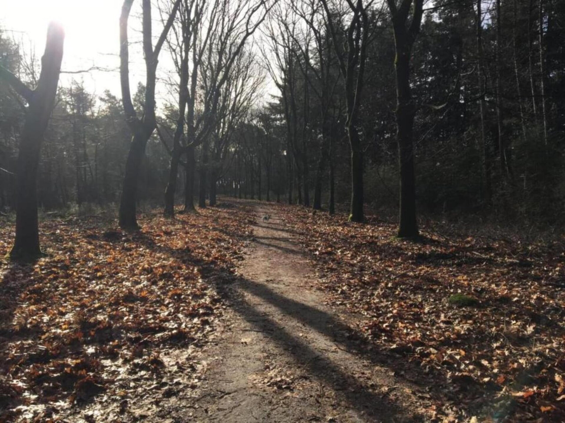 Dorpswoning Op Niveau 4: Vrijstaand vakantiehuis in het bos bij Leende - foto 21