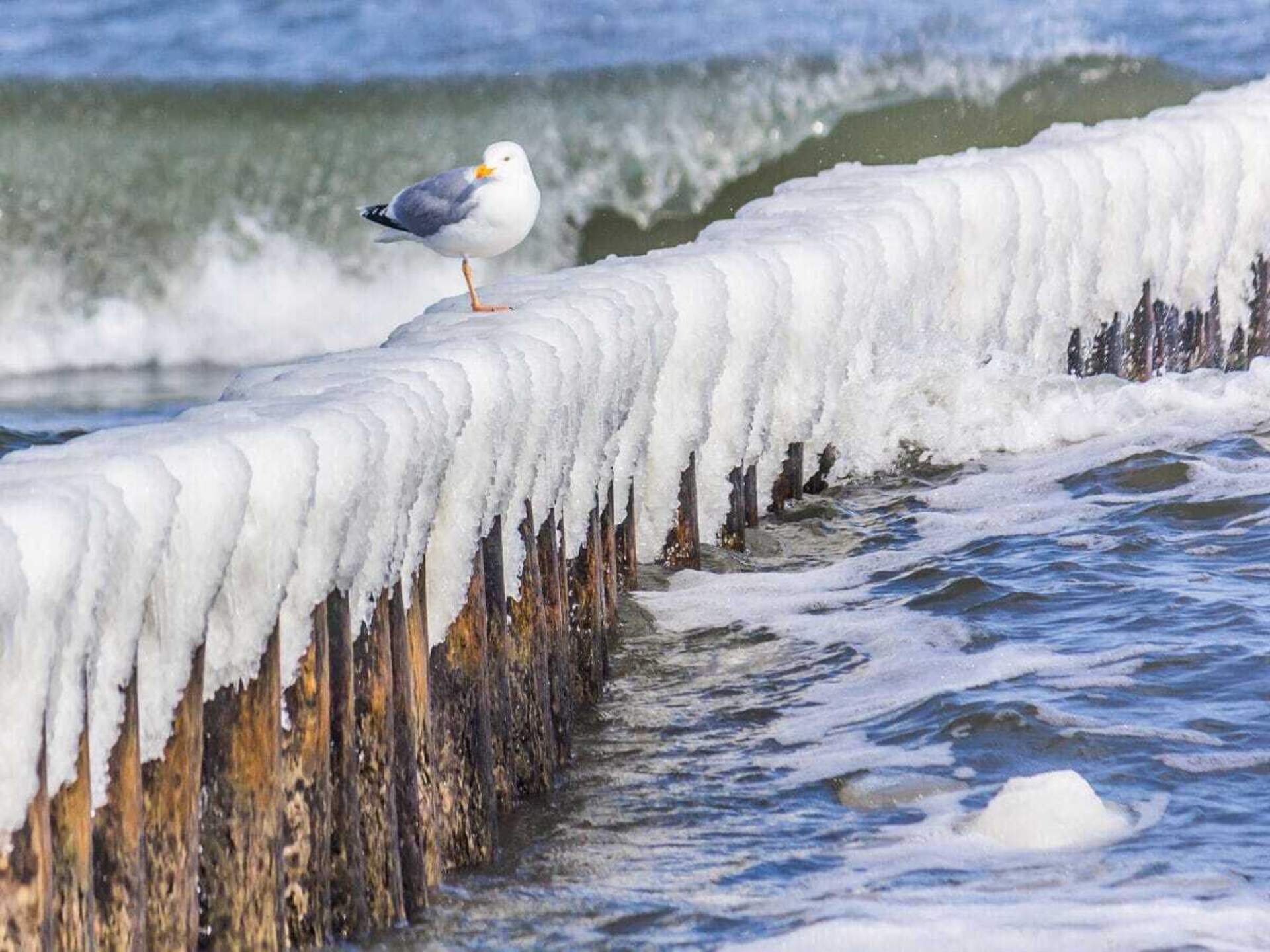 Ruime villa voor 6 personen bij Boltenhagen, 2 km van het strand - foto 32