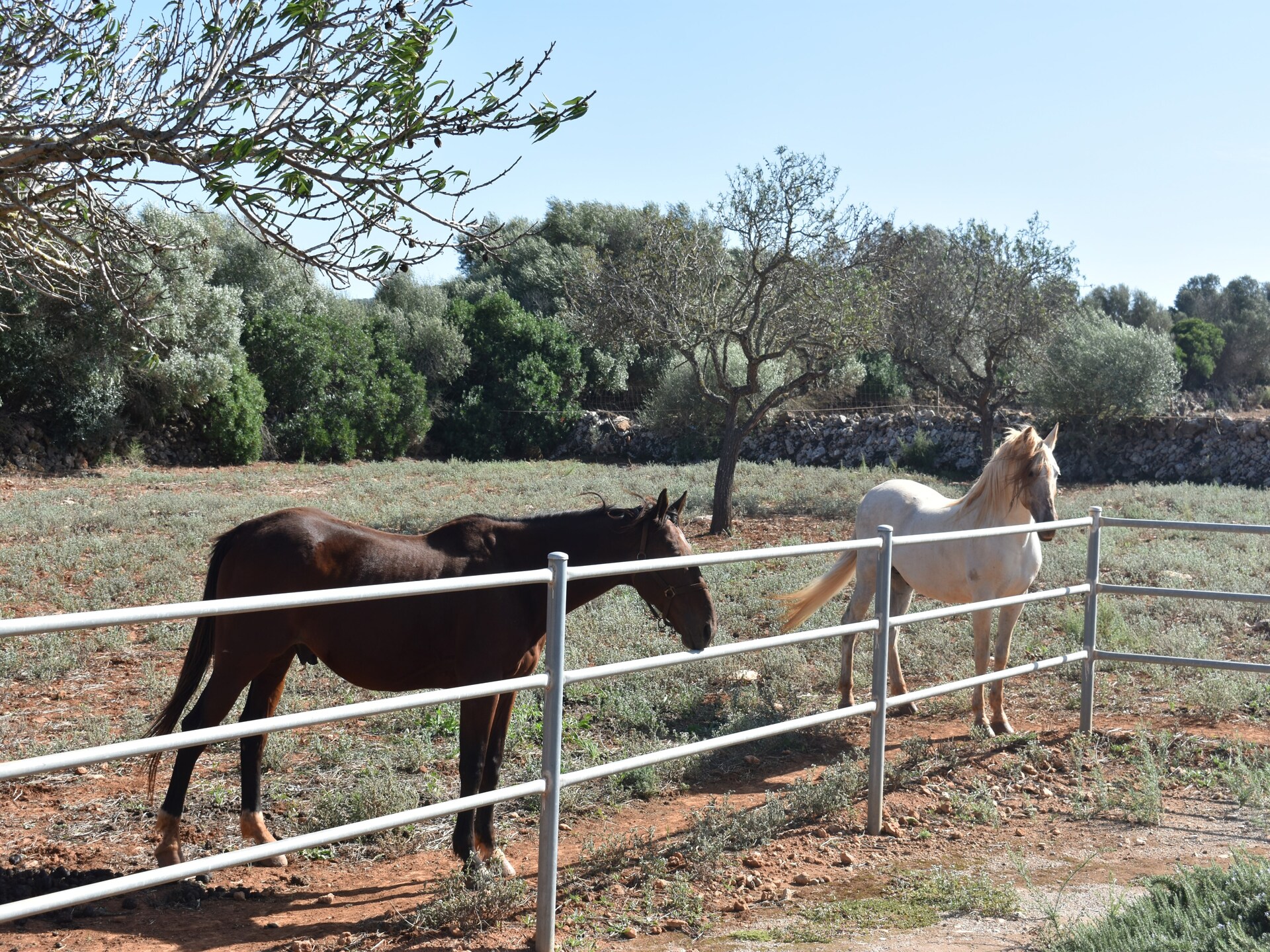 Son Gener (manacor) - foto 42