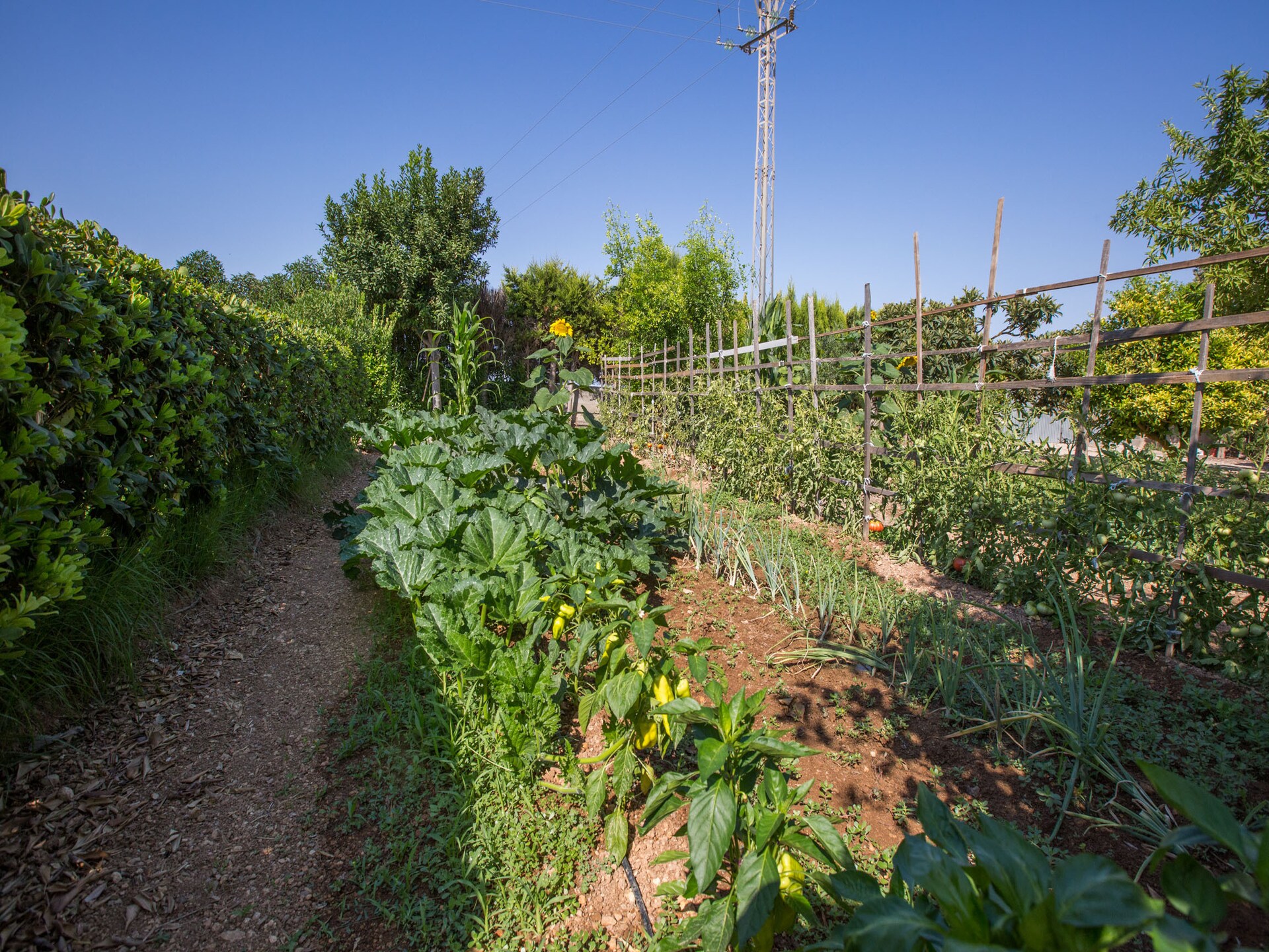 6-persoons villa met privézwembad in Manacor · 22 m² - foto 45