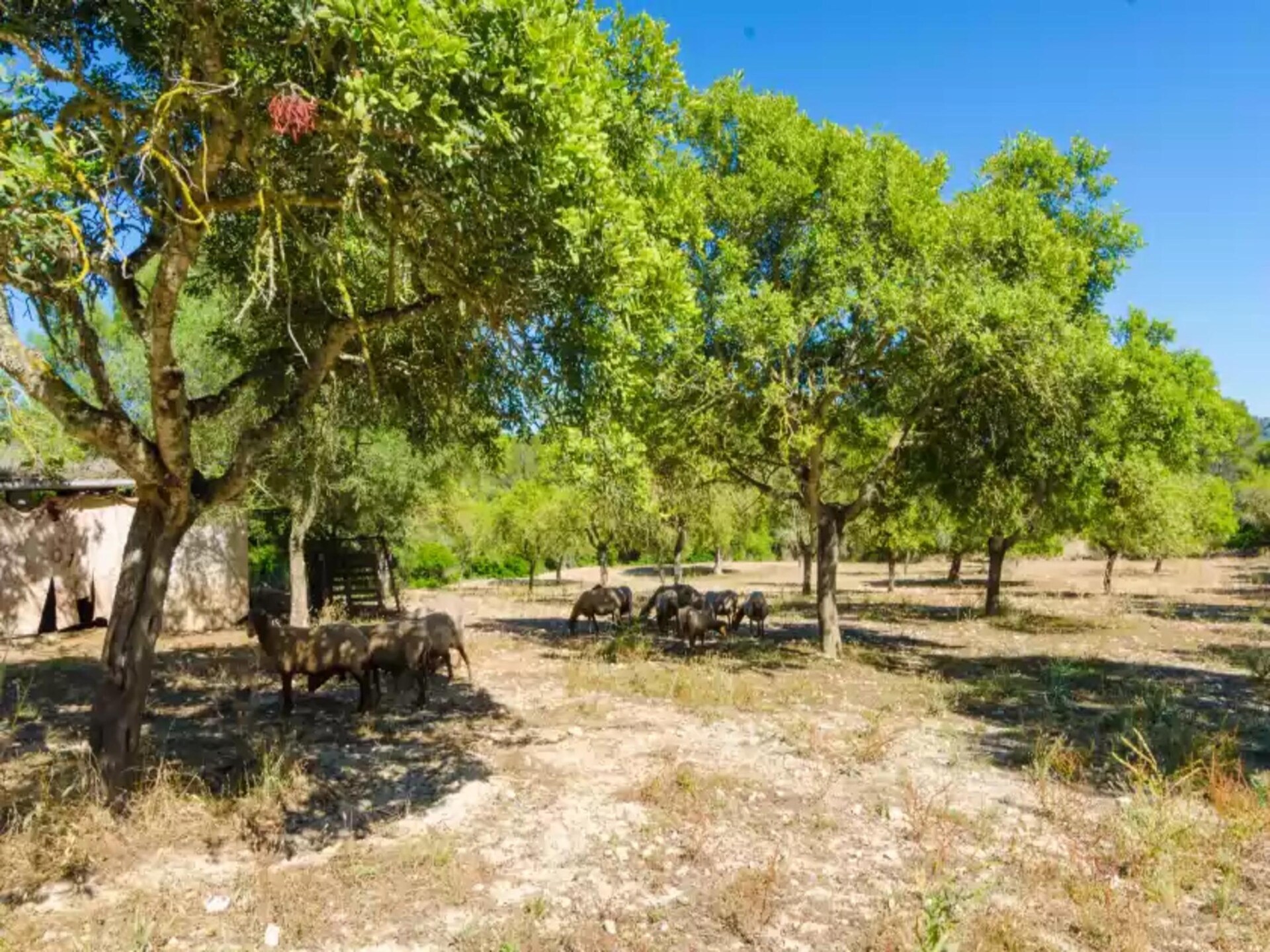 Vrijstaande villa met privézwembad aan de voet van Puig de Randa - foto 25