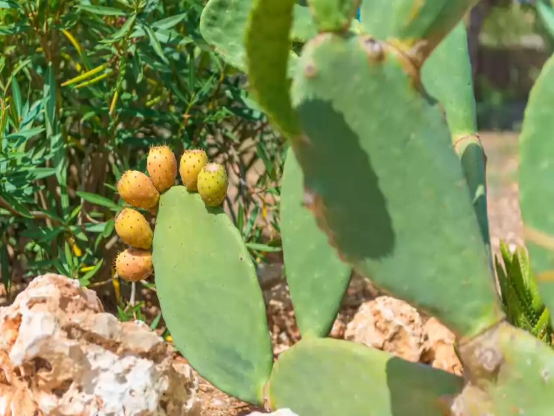 Eco Cascada: Romantische stenen villa met privézwembad op ecologische finca - foto 26