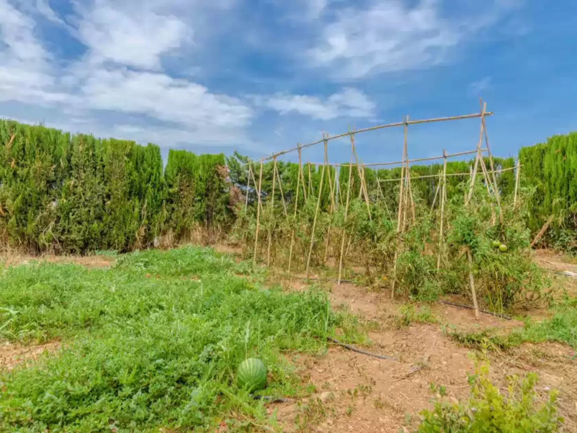 Authentieke finca met privézwembad aan de golfbaan bij Sa Pobla - foto 33