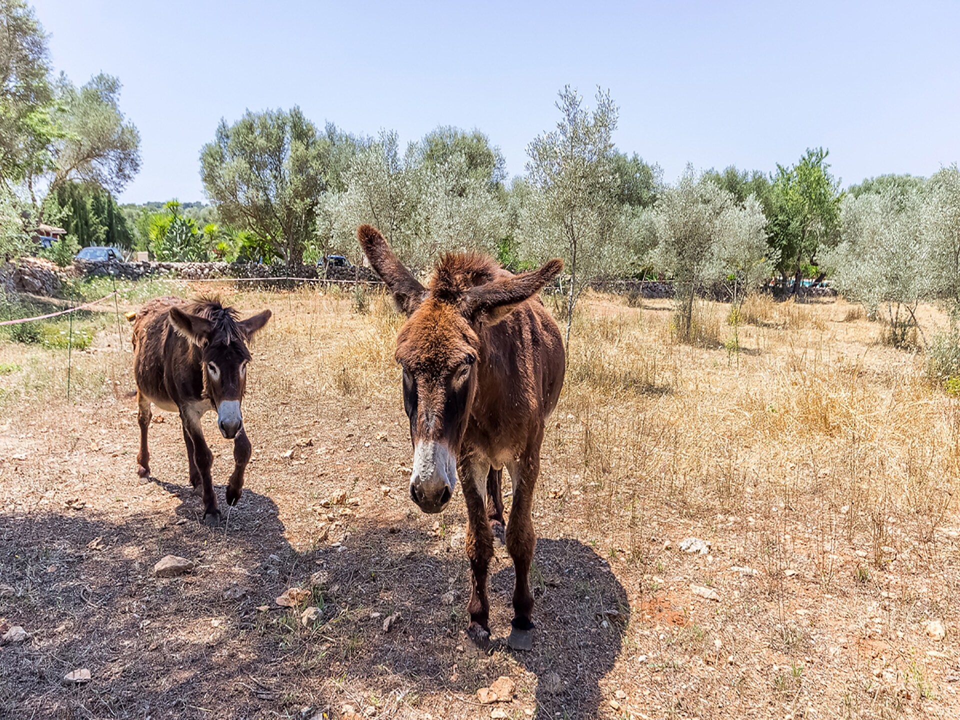 Ecologisch appartement aan golfbaan met zwembad in Costitx, Mallorca - foto 22