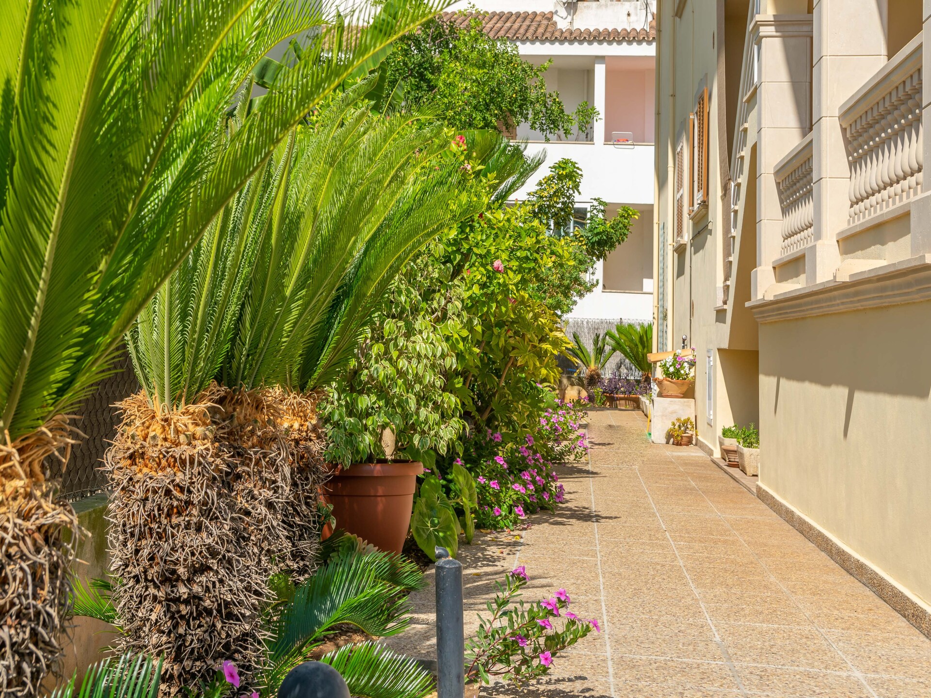 3-persoons appartement aan het strand in Port d'Alcúdia - foto 26