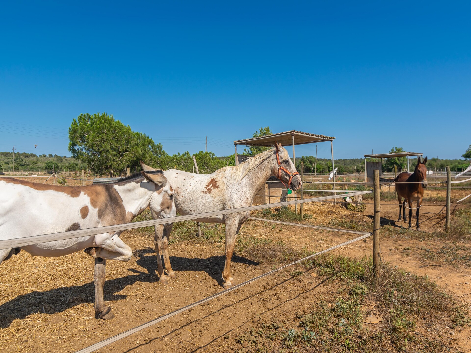Glamping tent Lo D'en Creus in Campos, Mallorca – rustig aan de golfbaan - foto 38